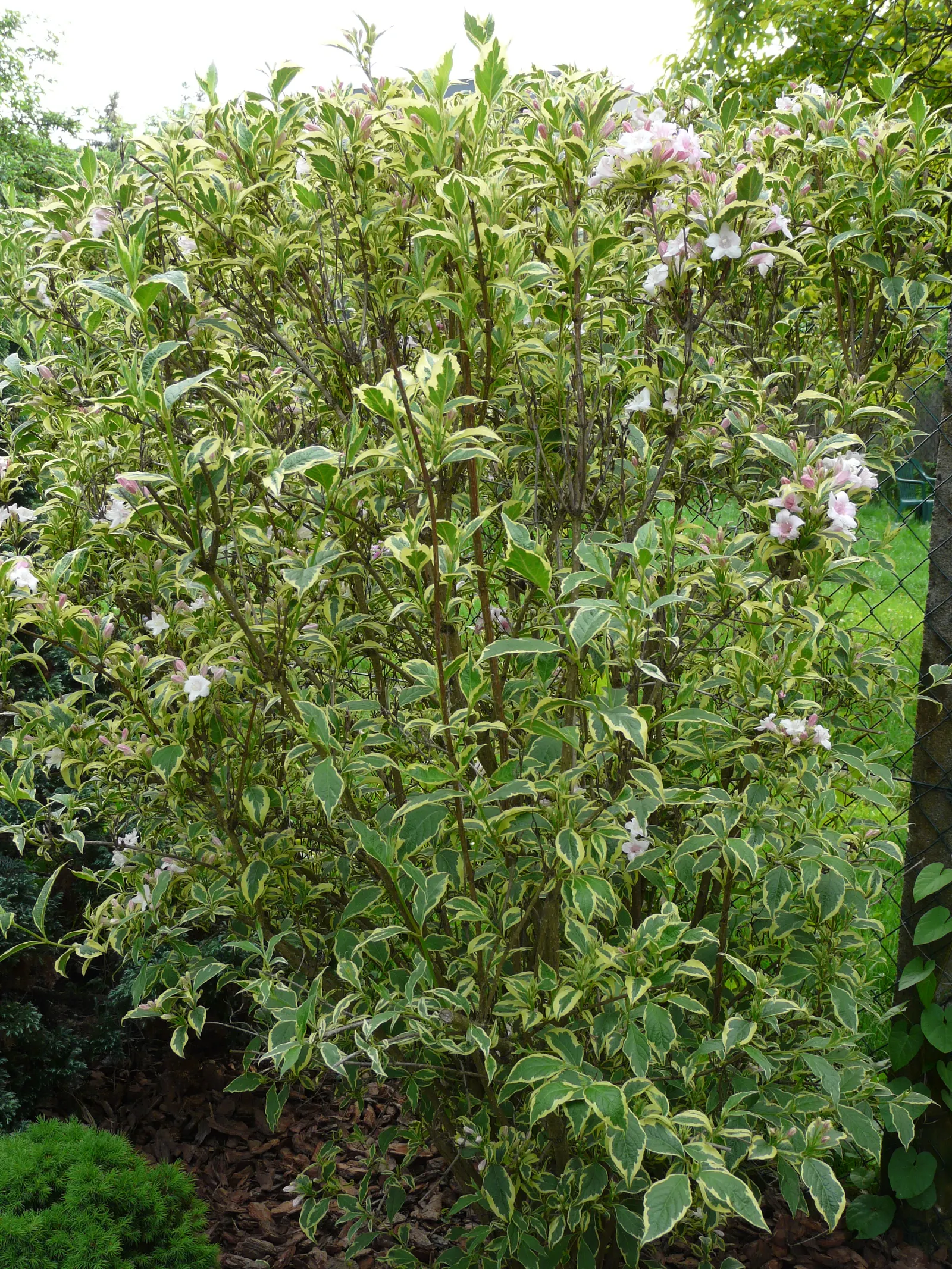 Variegated Weigela (Weigela Florida 'Variegata') — Preferring full sun to partial shade, it thrives in well-drained soil