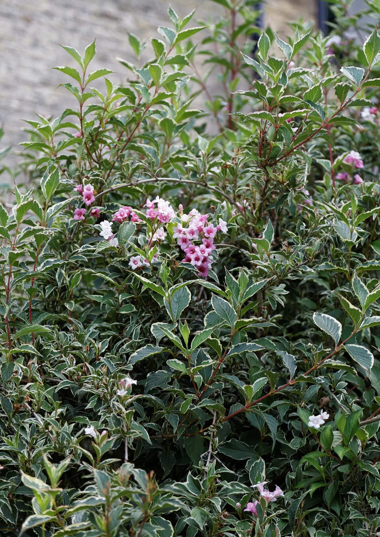 Variegated Weigela (Weigela Florida 'Variegata') — recognized for its cream-edged