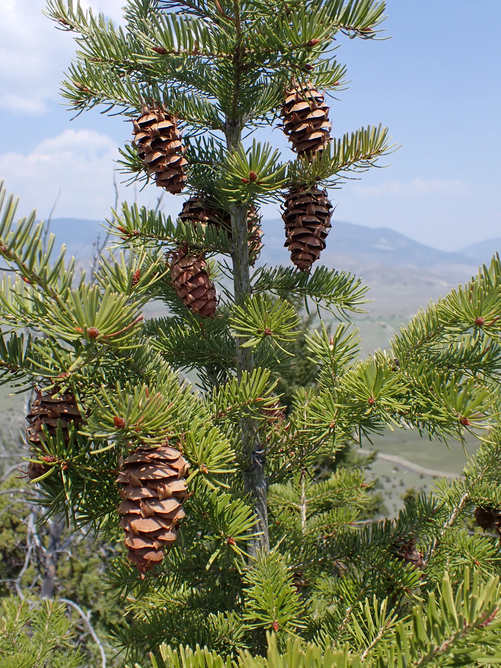 Blue Douglas Fir (Pseudotsuga Menziesii 'Glauca') — Ideal for large landscapes, it demands full sun and well-drained soil