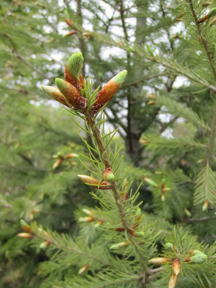 Blue Douglas Fir (Pseudotsuga Menziesii 'Glauca') — conifer / tree for full or half