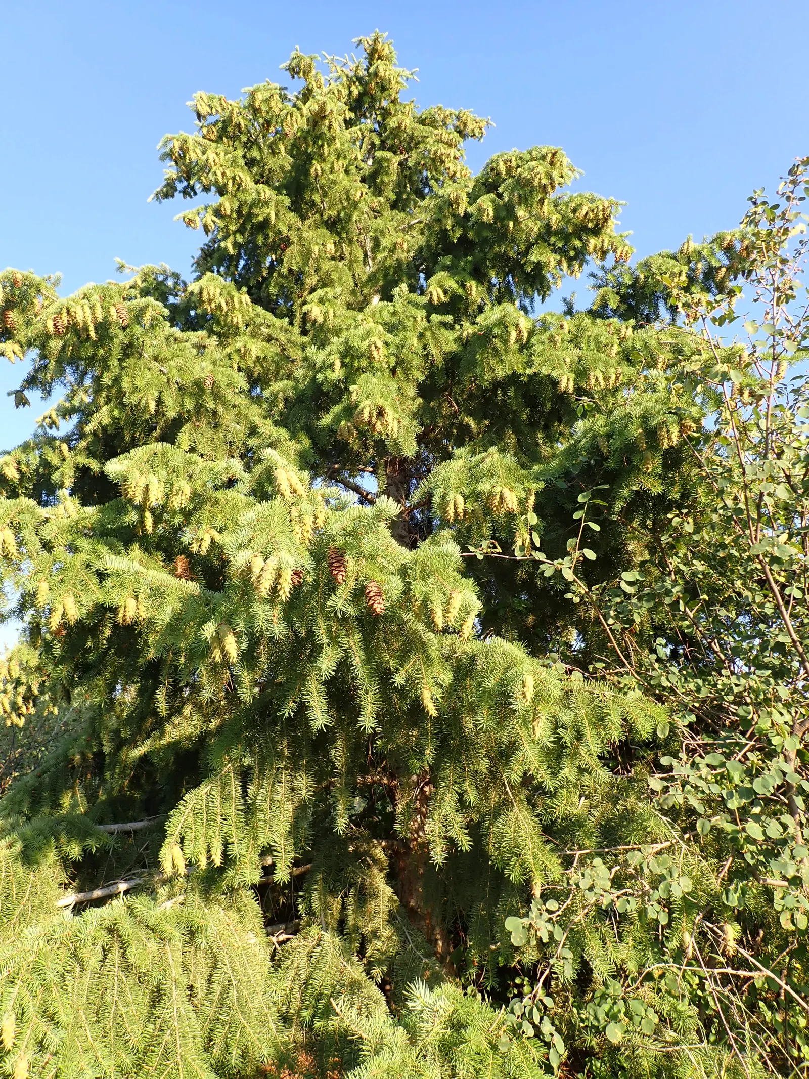 Blue Douglas Fir (Pseudotsuga Menziesii 'Glauca') — pyramidal aesthetic to designs