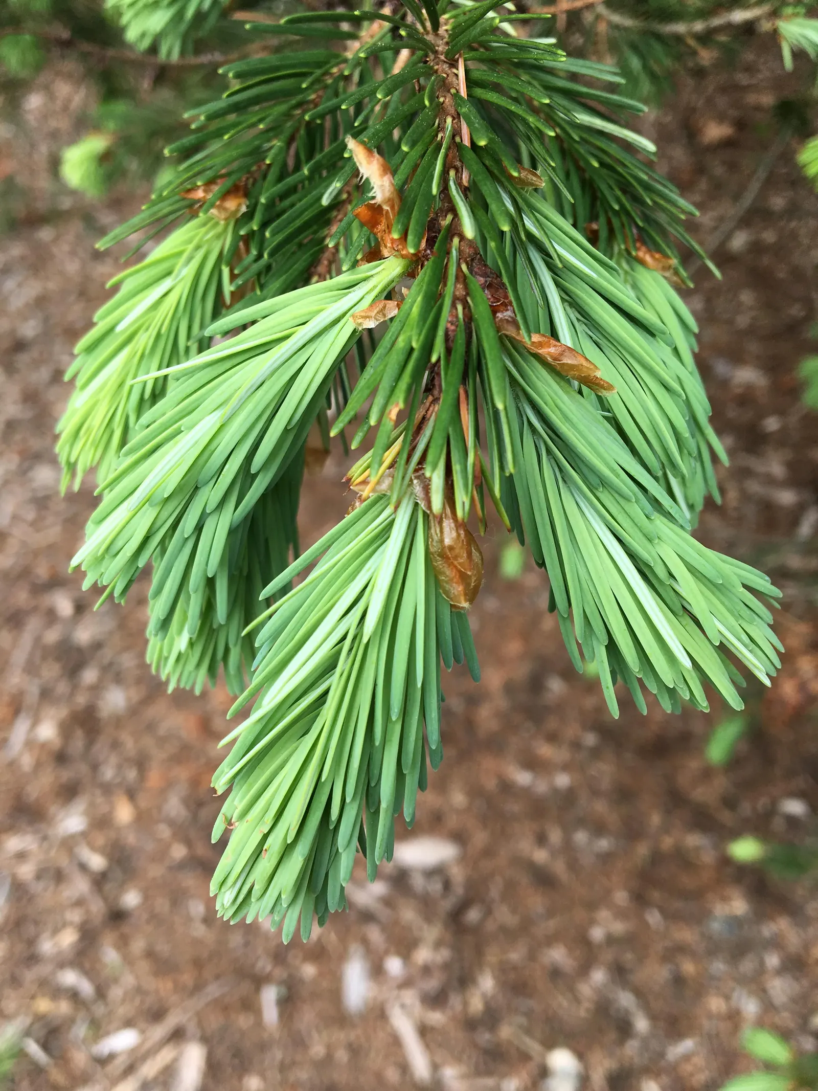 Blue Douglas Fir (Pseudotsuga Menziesii 'Glauca') — making this fir a formidable anchor in a spacious garden or public area