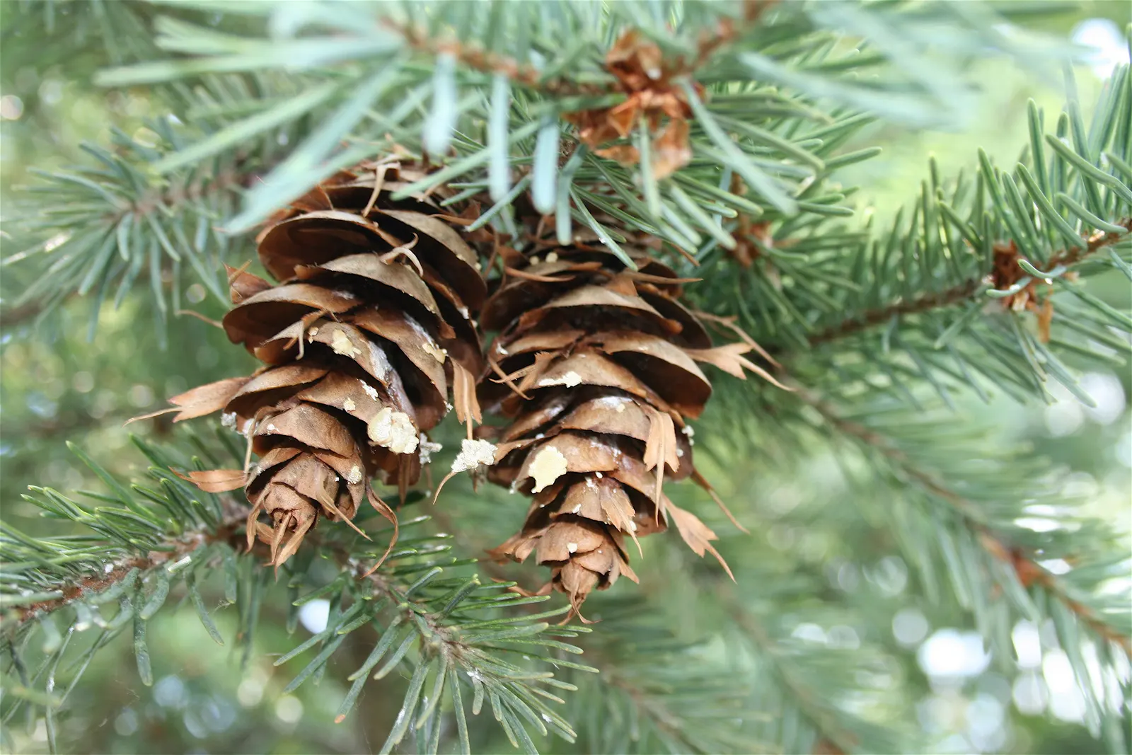 Blue Douglas Fir (Pseudotsuga Menziesii 'Glauca') — including birds and small mammals