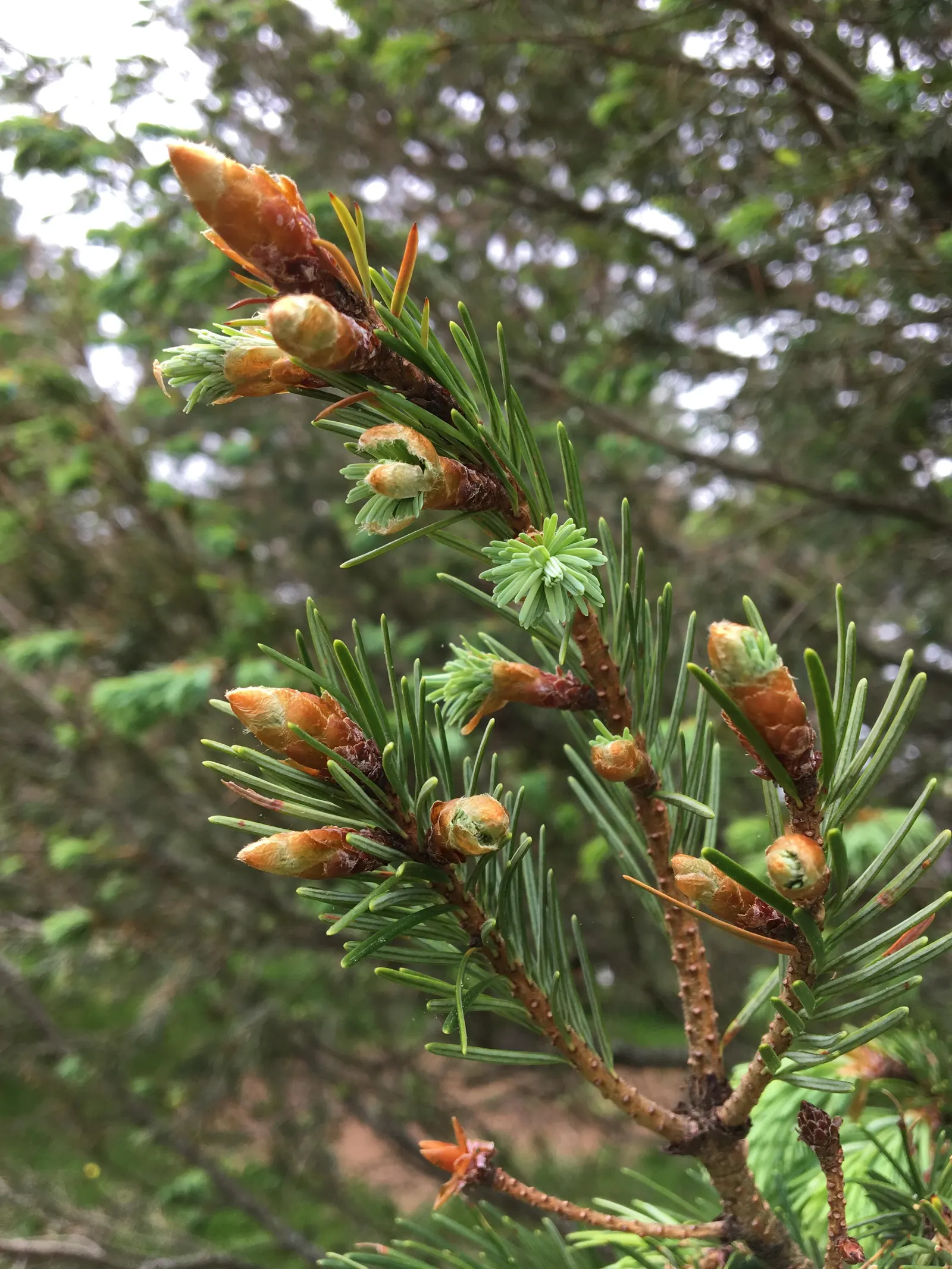 Blue Douglas Fir (Pseudotsuga Menziesii 'Glauca') — Zones 4 to 6 offer optimal growing conditions for this cold-tolerant, low-maintenance specimen; stands as a