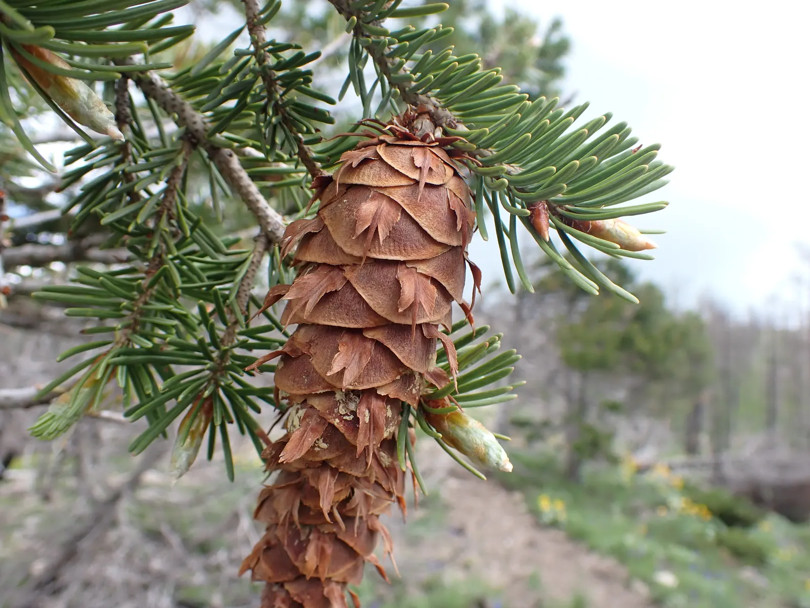 Blue Douglas Fir (Pseudotsuga Menziesii 'Glauca') — which coupled with its striking hue and majestic form