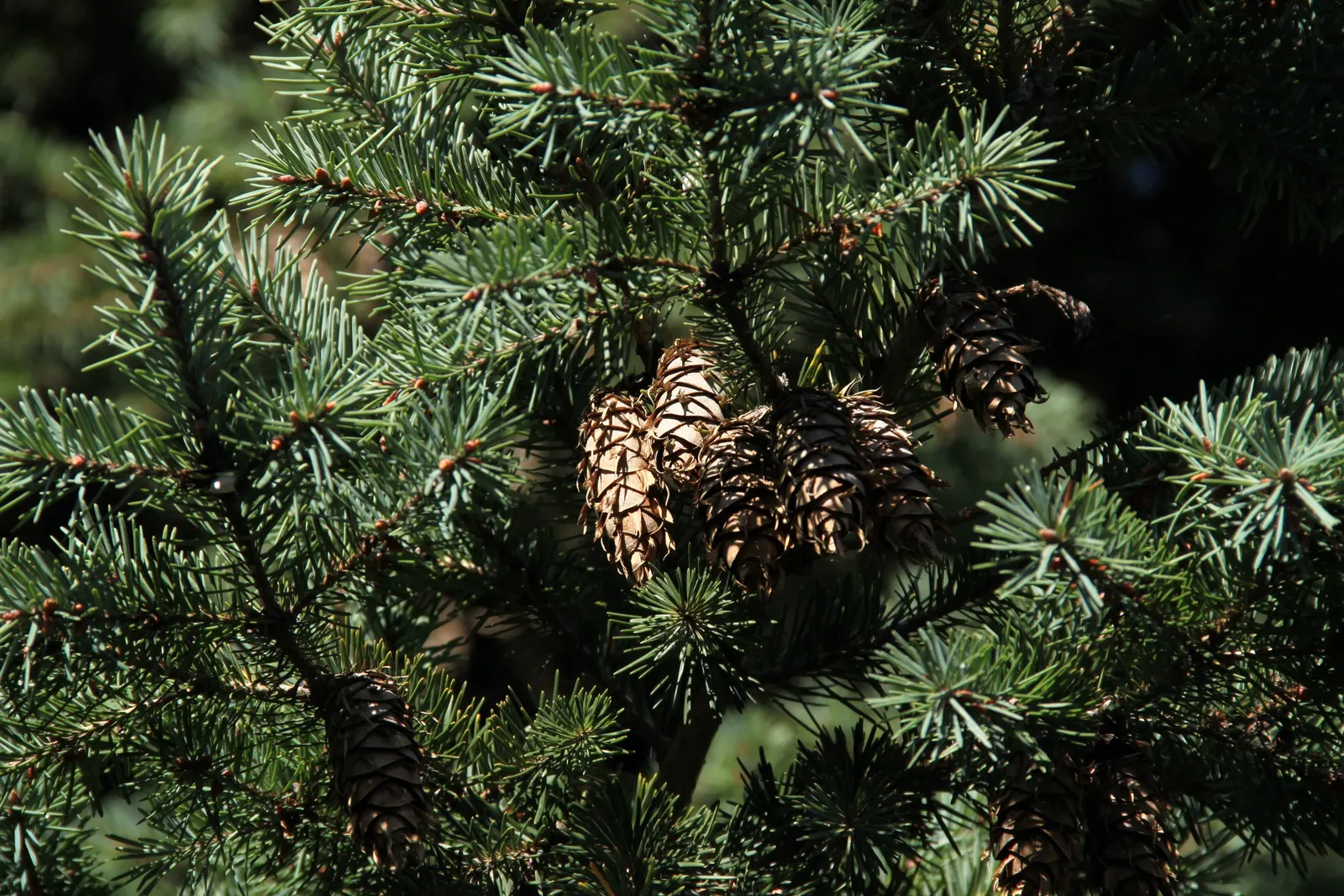 Blue Douglas Fir (Pseudotsuga Menziesii 'Glauca') — When educating clients about their garden