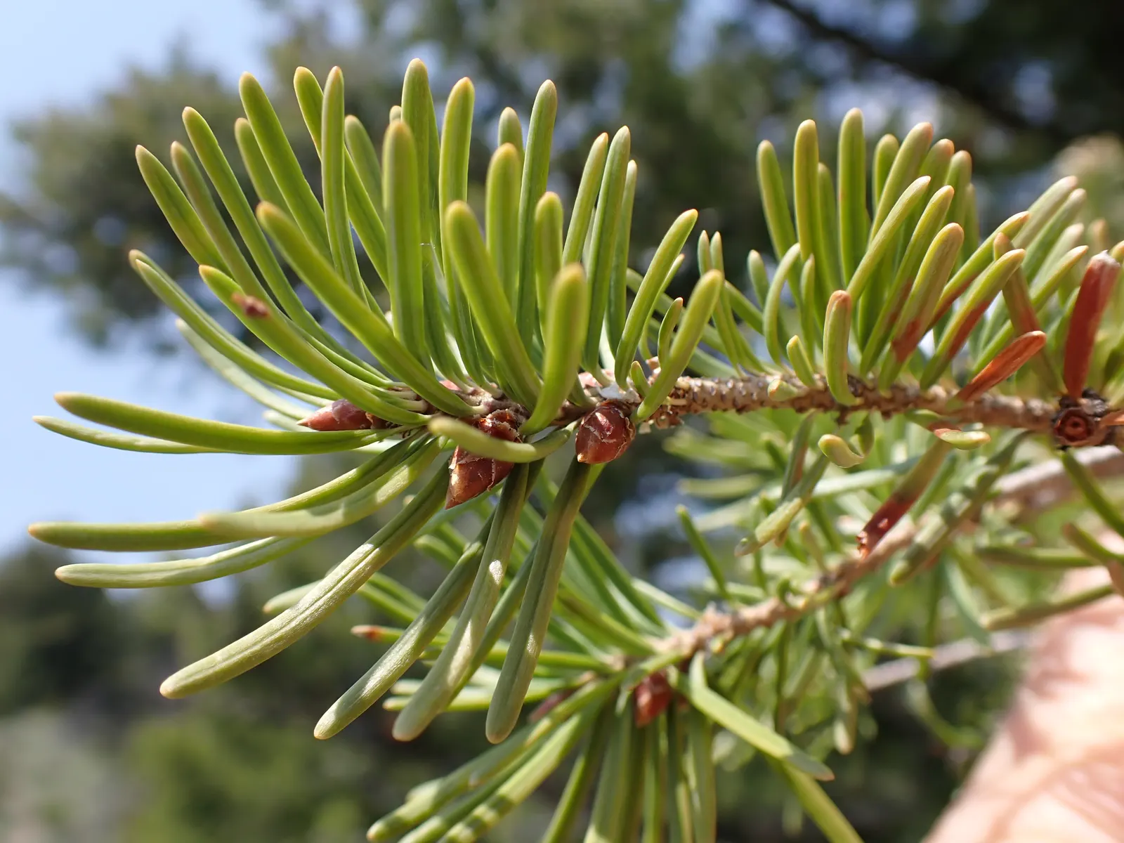 Blue Douglas Fir (Pseudotsuga Menziesii 'Glauca') — The 'Glauca' thrives under full sun exposure and prefers well-drained soil