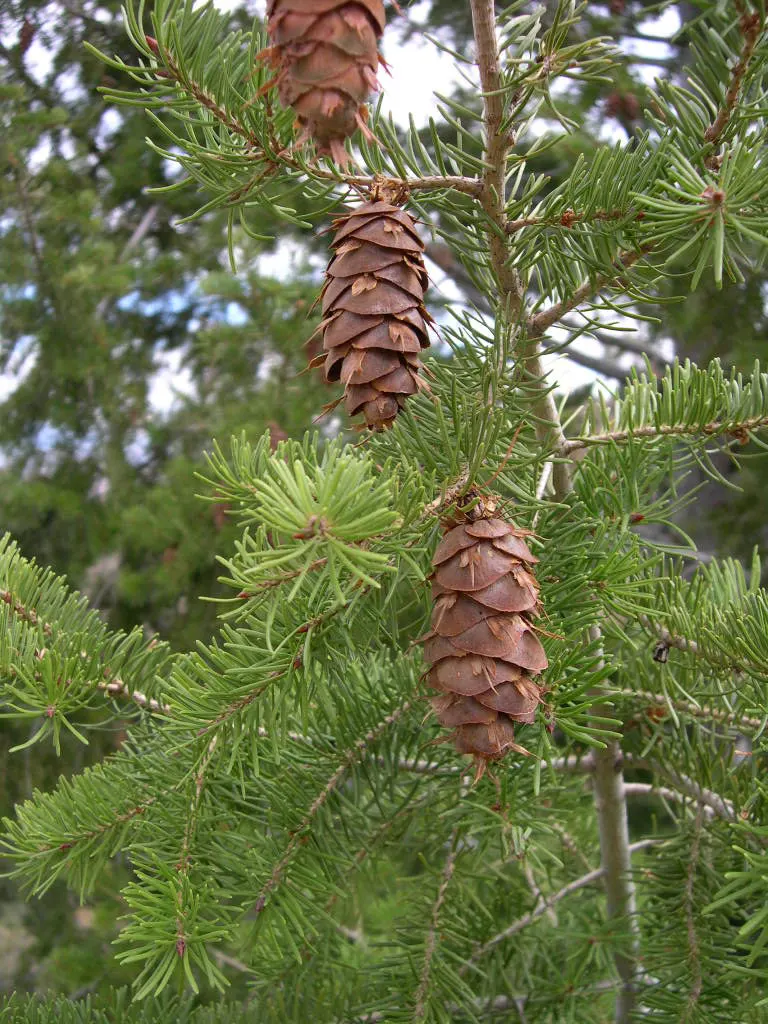 Blue Douglas Fir (Pseudotsuga Menziesii 'Glauca') — The tree thrives in USDA Hardiness Zones 4 to 6