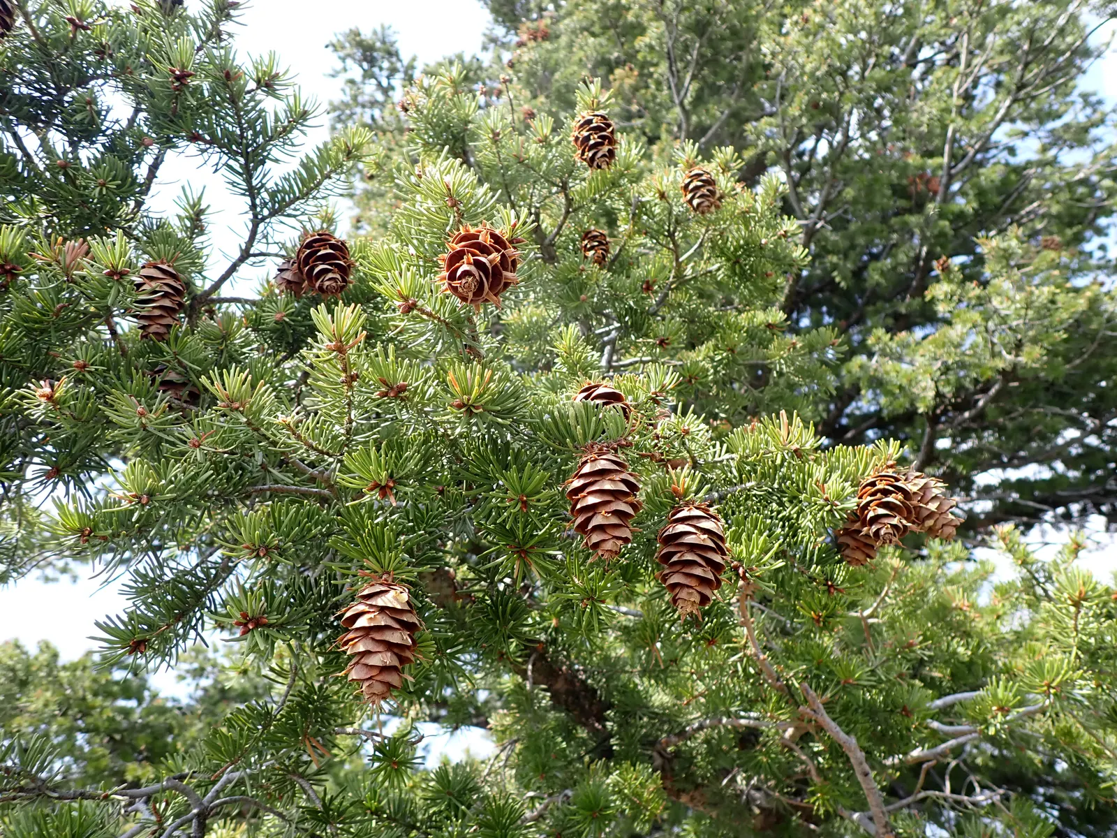 Blue Douglas Fir (Pseudotsuga Menziesii 'Glauca') — evergreen conifer featuring a conical shape and silvery-blue needles that provide year-round interest; its