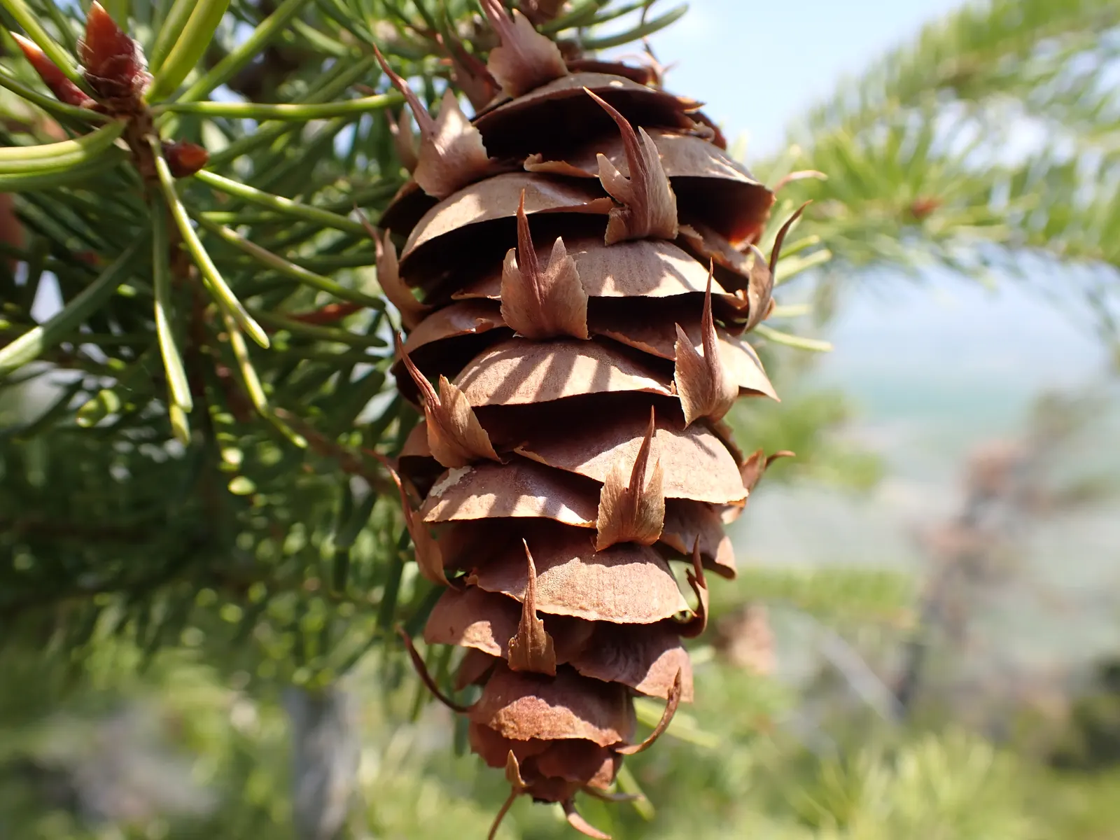 Blue Douglas Fir (Pseudotsuga Menziesii 'Glauca') — renowned for its powdery-blue to silvery-blue foliage