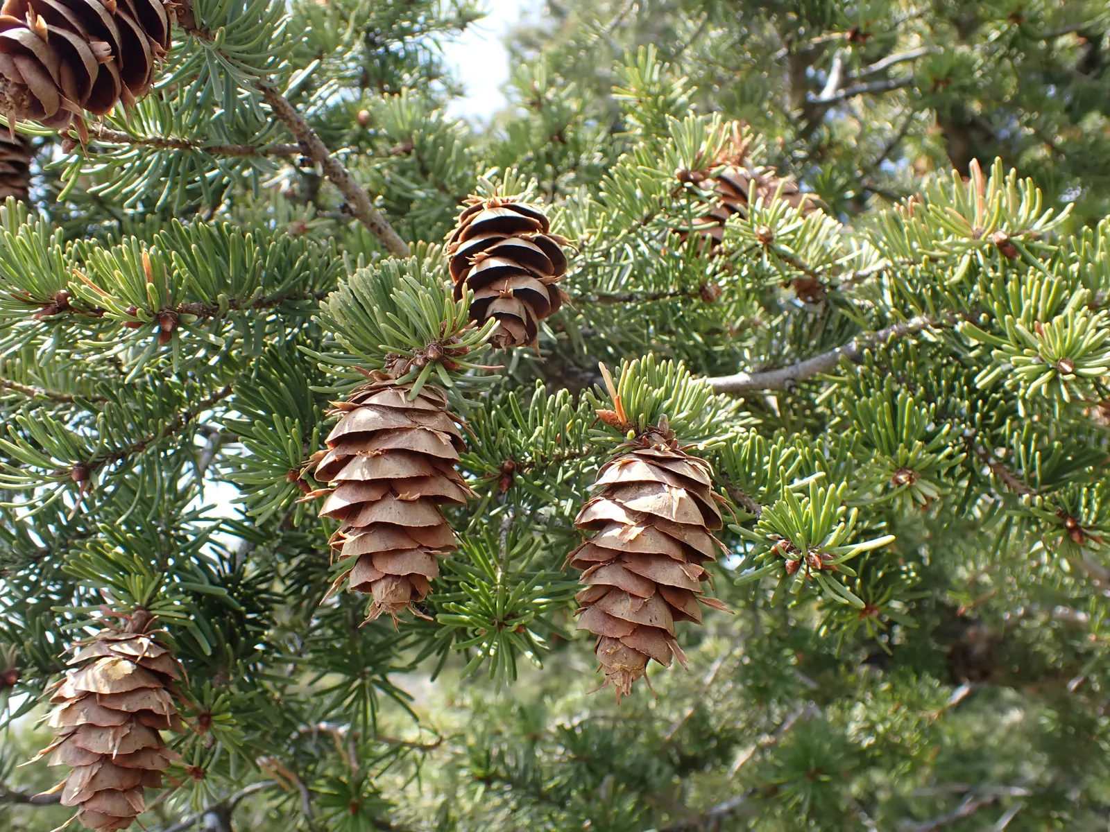 Blue Douglas Fir (Pseudotsuga Menziesii 'Glauca') — stands as a stately addition to any landscape design