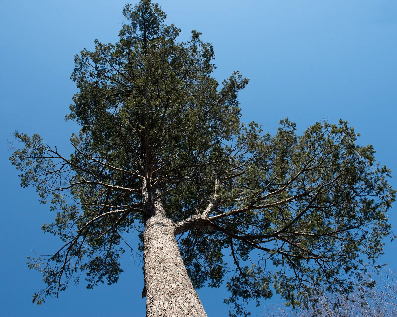 Blue Douglas Fir (Pseudotsuga Menziesii 'Glauca') — Hardy and sturdy, it reaches a mature height of 40 to 70 feet with a 12 to 20-foot spread; or as a solitary