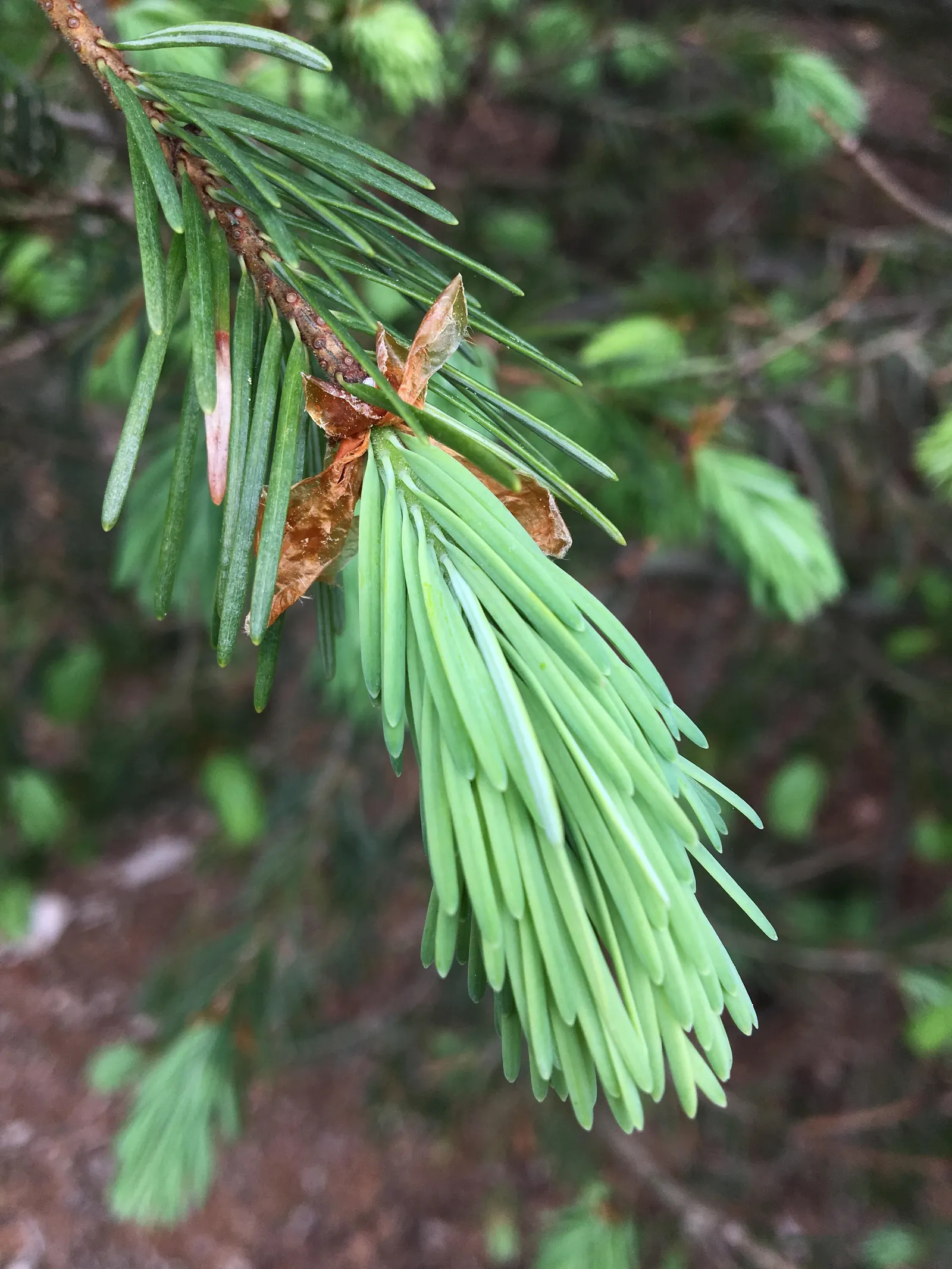 Blue Douglas Fir (Pseudotsuga Menziesii 'Glauca') — the Blue Douglas Fir also provides crucial habitat and food for wildlife
