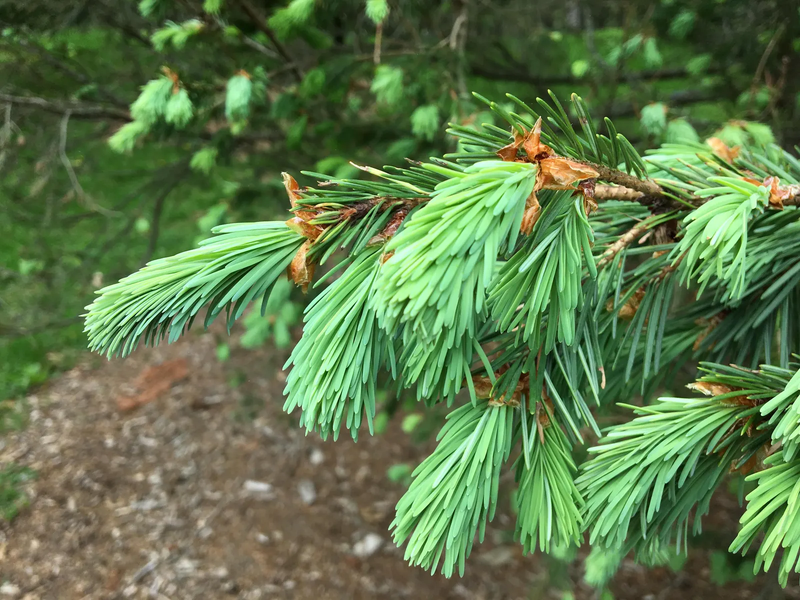 Blue Douglas Fir (Pseudotsuga Menziesii 'Glauca') — or as a solitary specimen