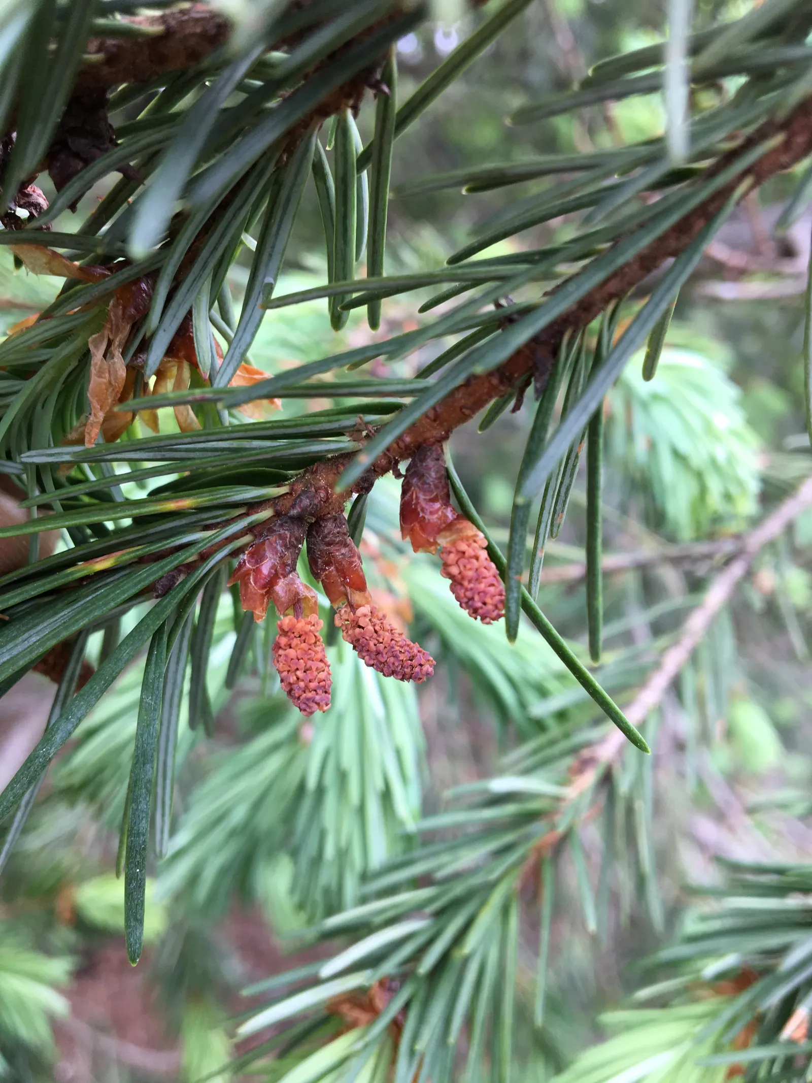 Blue Douglas Fir (Pseudotsuga Menziesii 'Glauca') — Hardy and sturdy, it reaches a mature height of 40 to 70 feet with a 12 to 20-foot spread