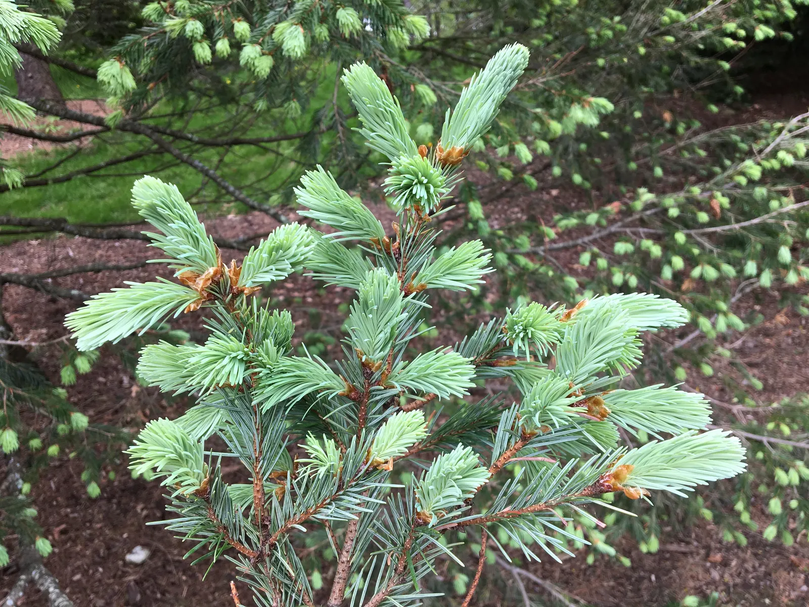 Blue Douglas Fir (Pseudotsuga Menziesii 'Glauca') — The Blue Douglas Fir (Pseudotsuga menziesii 'Glauca') is a majestic