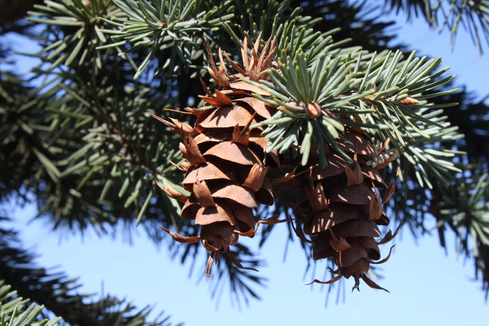 Blue Douglas Fir (Pseudotsuga Menziesii 'Glauca') — Zones 4 to 6 offer optimal growing conditions for this cold-tolerant, low-maintenance specimen