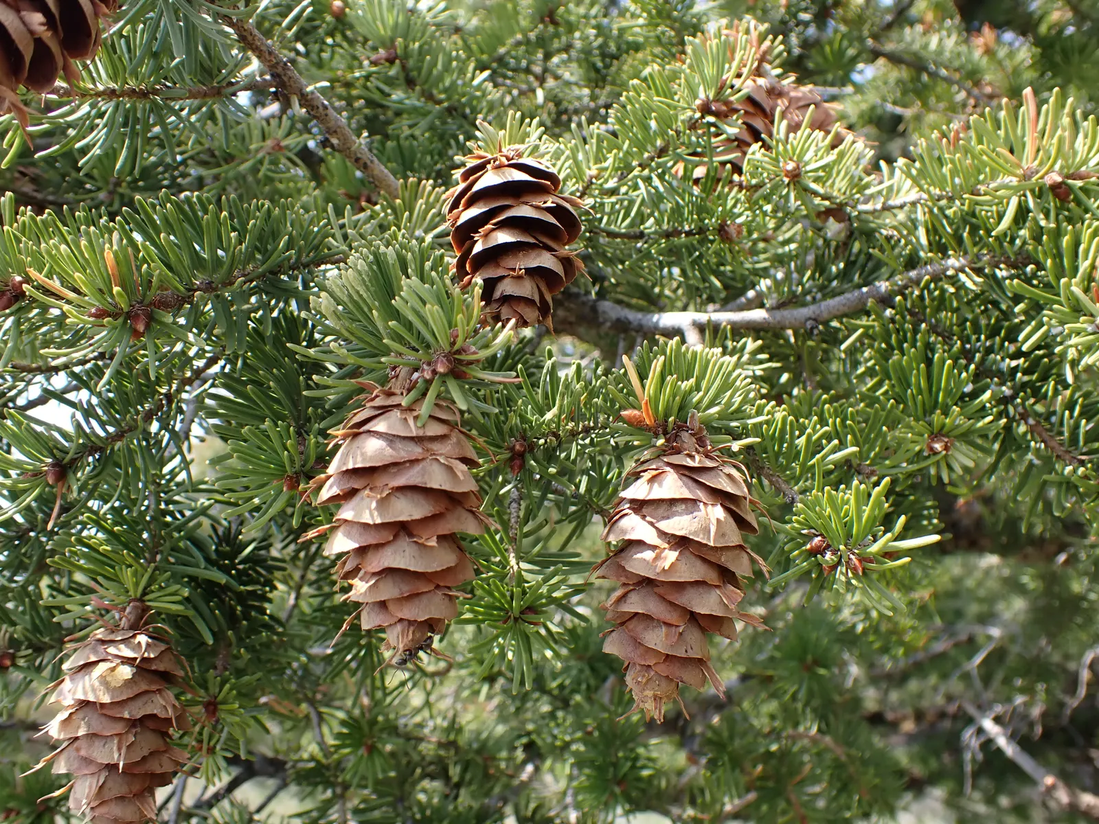 Blue Douglas Fir (Pseudotsuga Menziesii 'Glauca') — averaging about 12 to 24 inches per year
