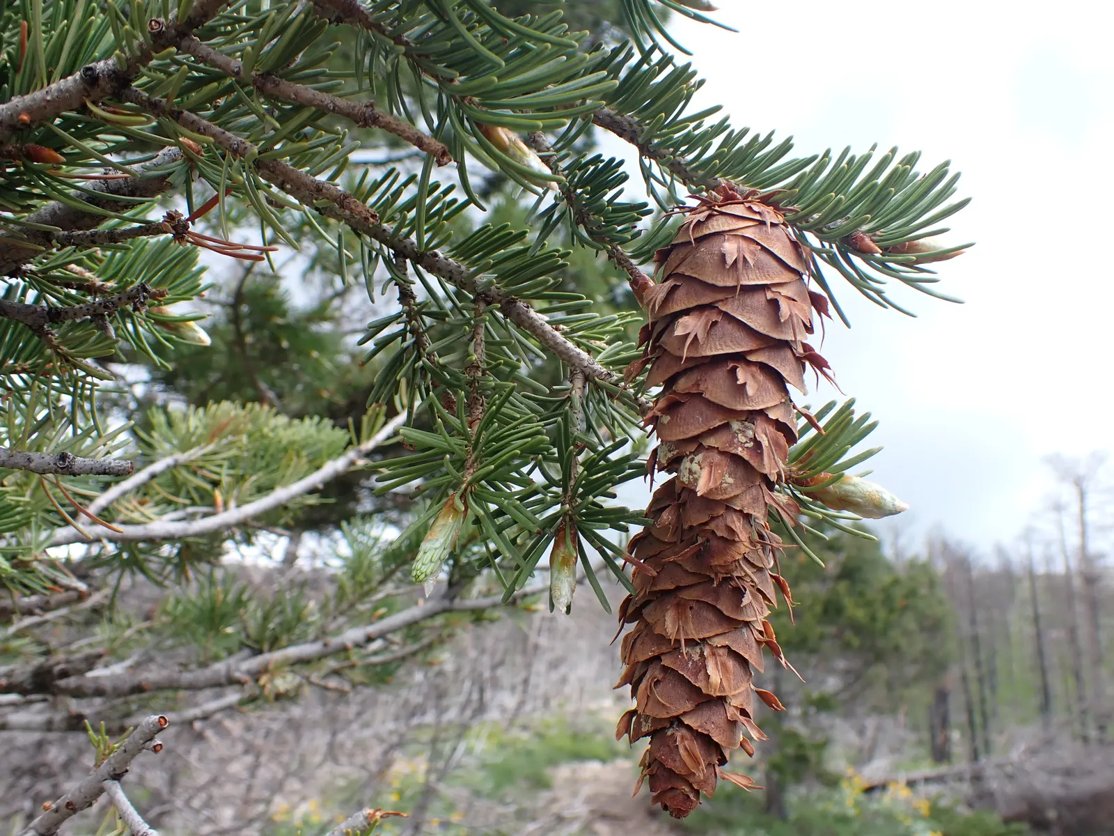 Blue Douglas Fir (Pseudotsuga Menziesii 'Glauca') — makes the Blue Douglas Fir a noble addition to any verdant retreat