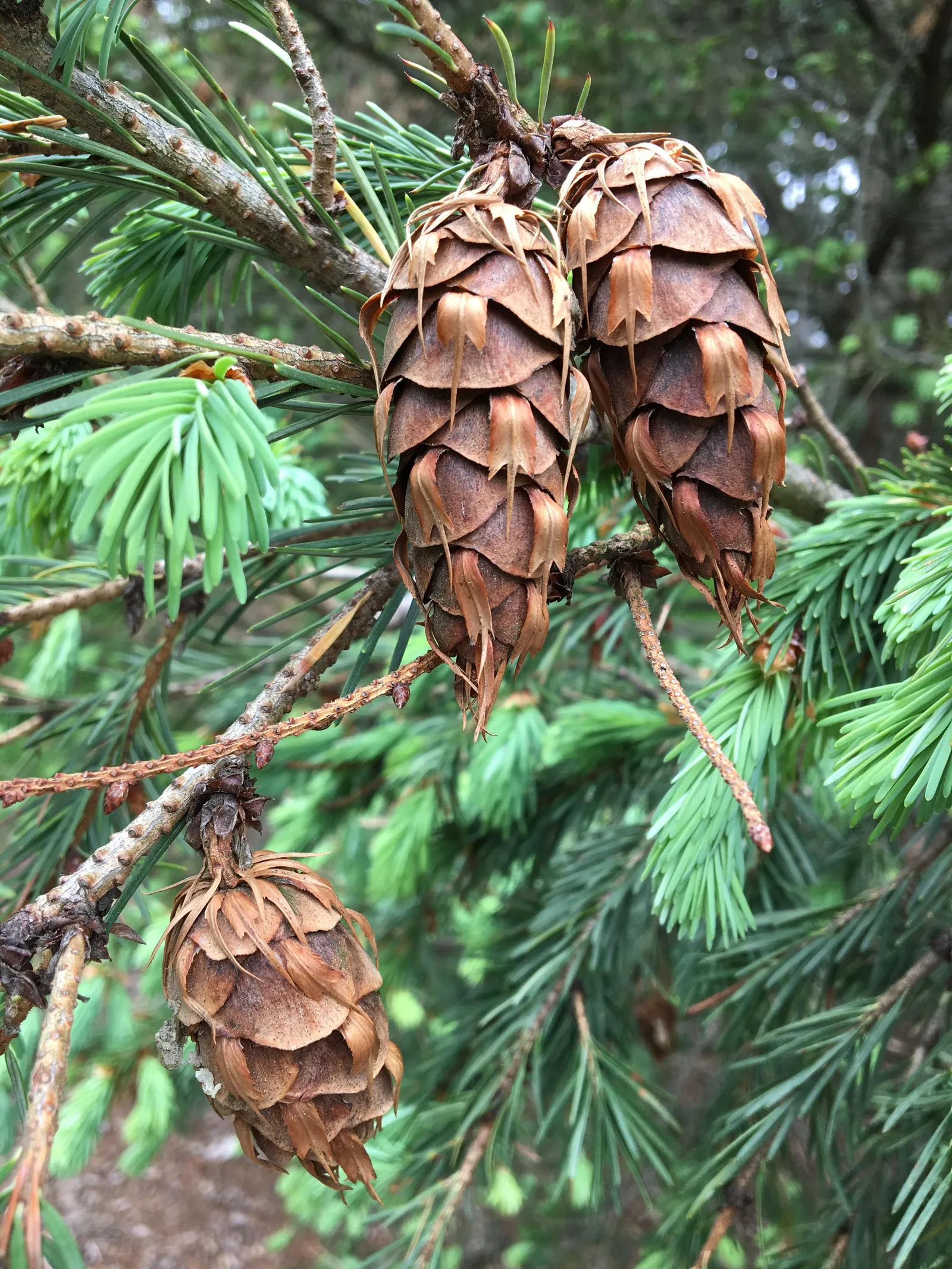 Blue Douglas Fir (Pseudotsuga Menziesii 'Glauca') — A cultivar of the Douglas Fir