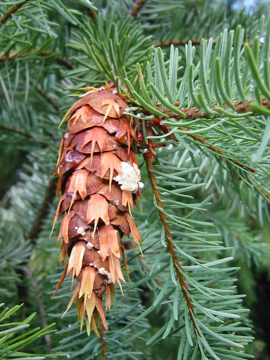 Blue Douglas Fir (Pseudotsuga Menziesii 'Glauca') — indicating resilience in cooler climates