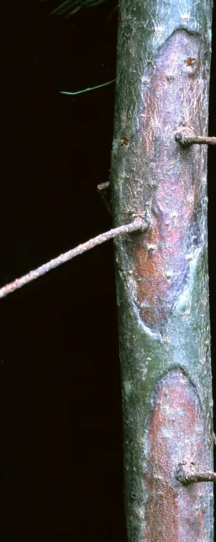 Blue Douglas Fir (Pseudotsuga Menziesii 'Glauca') — evergreen conifer featuring a conical shape and silvery-blue needles that provide year-round interest