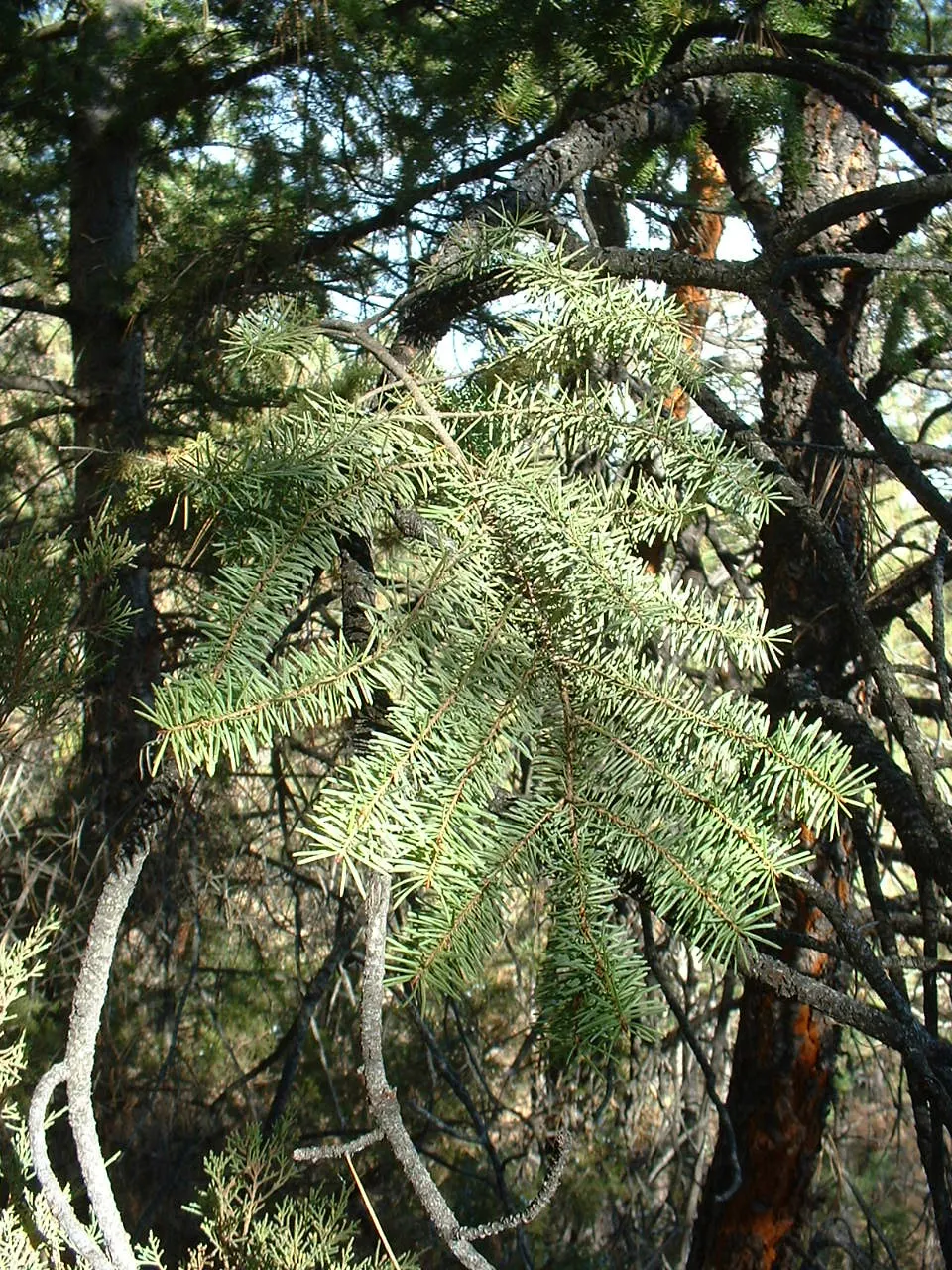 Blue Douglas Fir (Pseudotsuga Menziesii 'Glauca') — scientifically named Pseudotsuga menziesii 'Glauca'