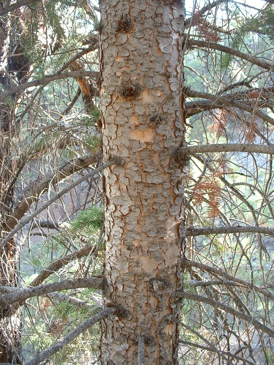 Blue Douglas Fir (Pseudotsuga Menziesii 'Glauca') — it is noteworthy to mention its low maintenance needs