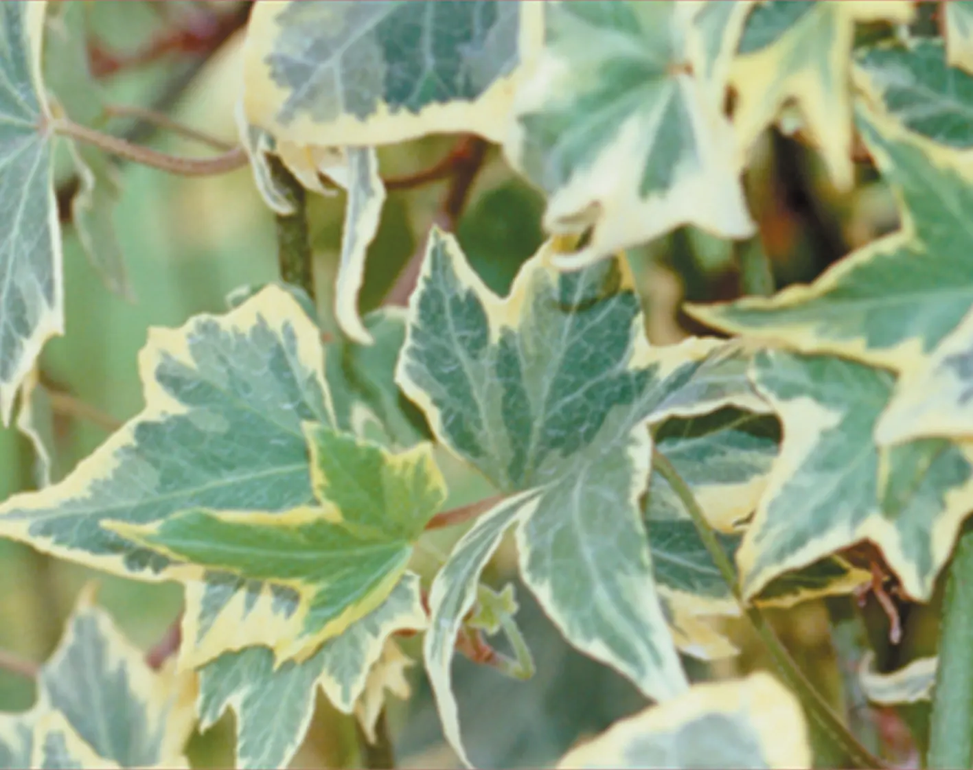Yellow Ripple Ivy (Hedera helix) — Proven Winners - Yellow Ripple - Ivy - Hedera helix none plant details, information and resources