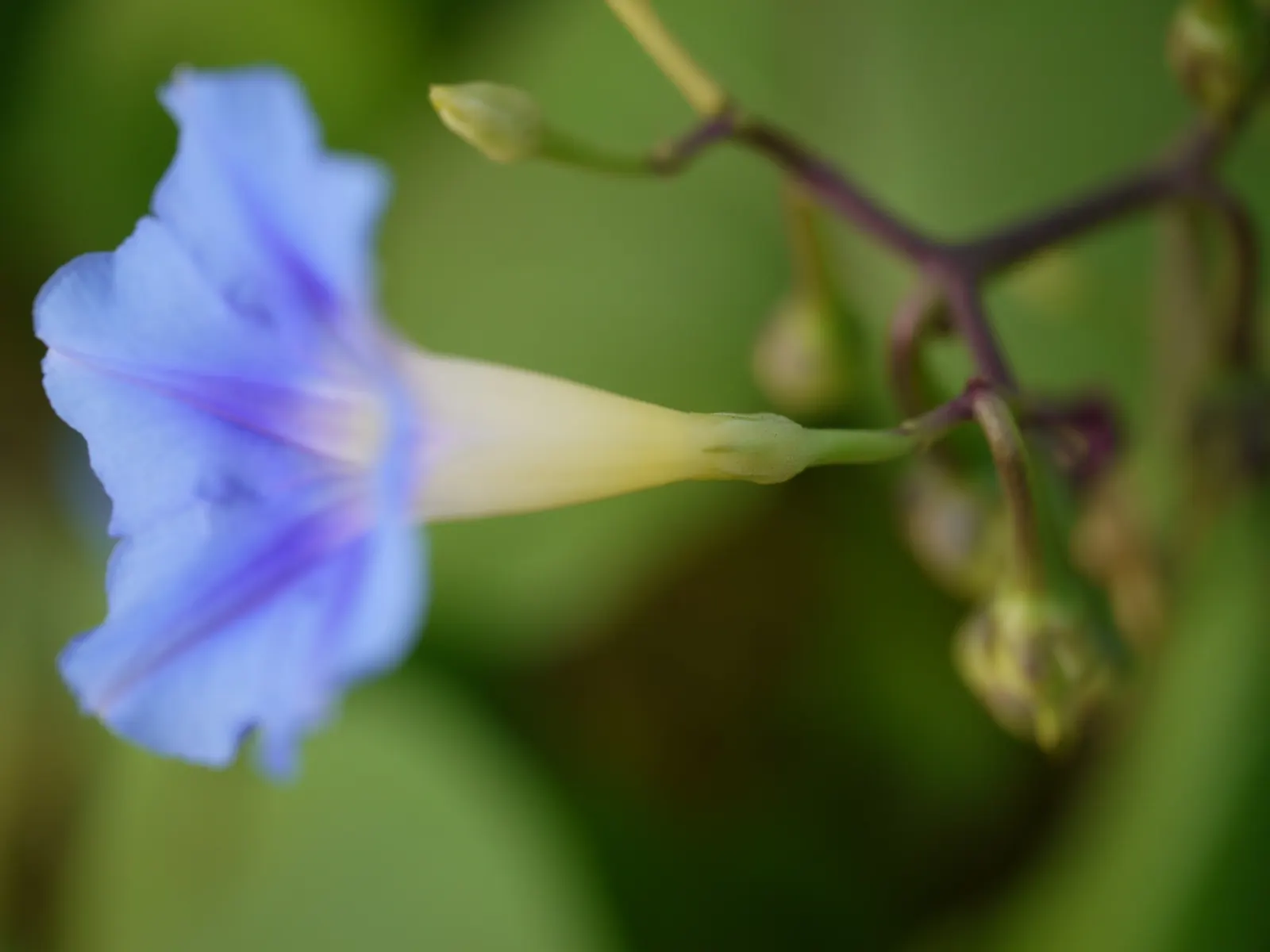 Yellow Morning Glory (Merremia Aurea) — Its fast growth and vivid flowers make it ideal for trellises and fences, providing a warm seasonal display; or fences