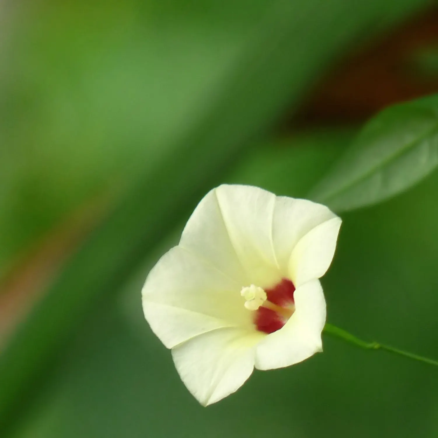 Yellow Morning Glory (Merremia Aurea) — making them a dynamic element in any garden setting.<br><br>For optimal growth; its fast growth and vivid flowers make