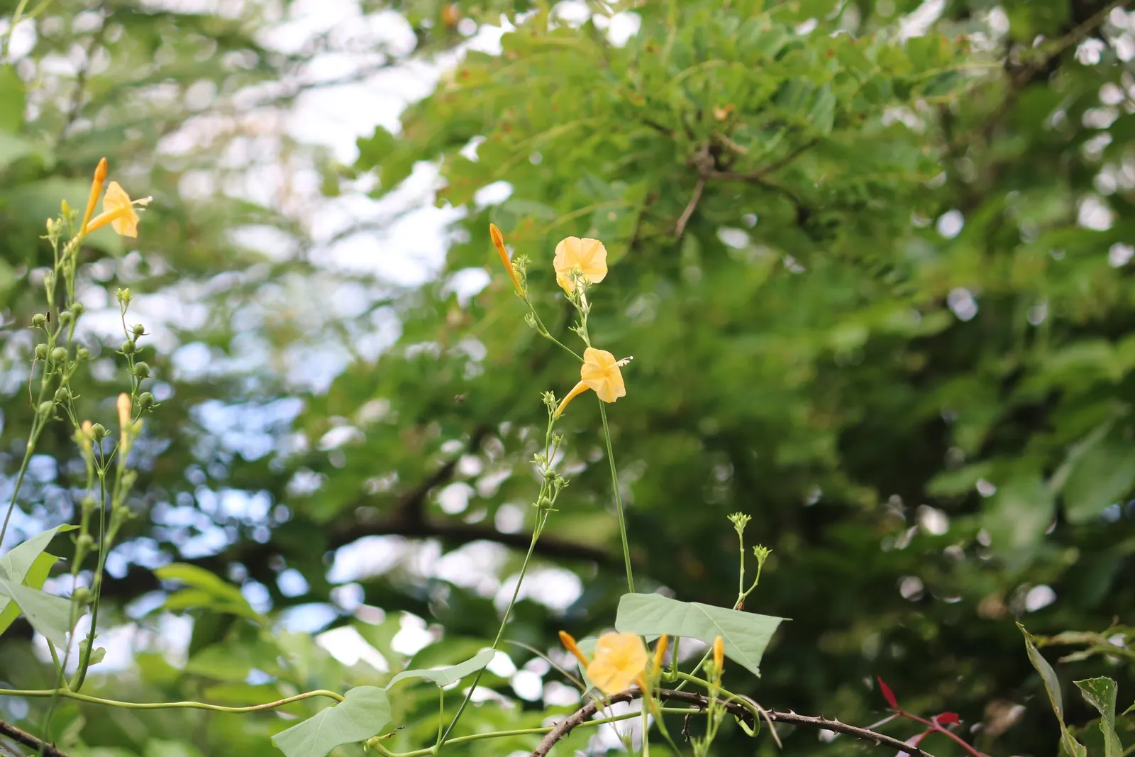 Yellow Morning Glory (Merremia Aurea) — The Yellow Morning Glory yields an abundant display of golden-yellow blooms from summer to fall