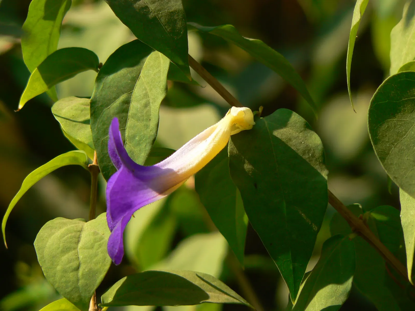Yellow Morning Glory (Merremia Aurea) — The Yellow Morning Glory yields an abundant display of golden-yellow blooms from summer to fall; when incorporating the