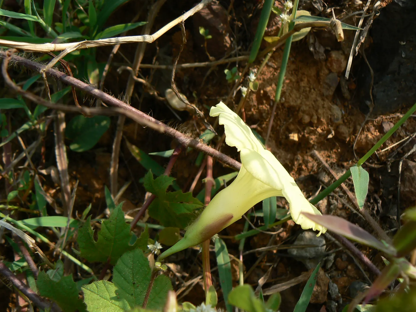 Yellow Morning Glory (Merremia Aurea) — commonly known as the Yellow Morning Glory; when incorporating the Yellow Morning Glory into your landscape design