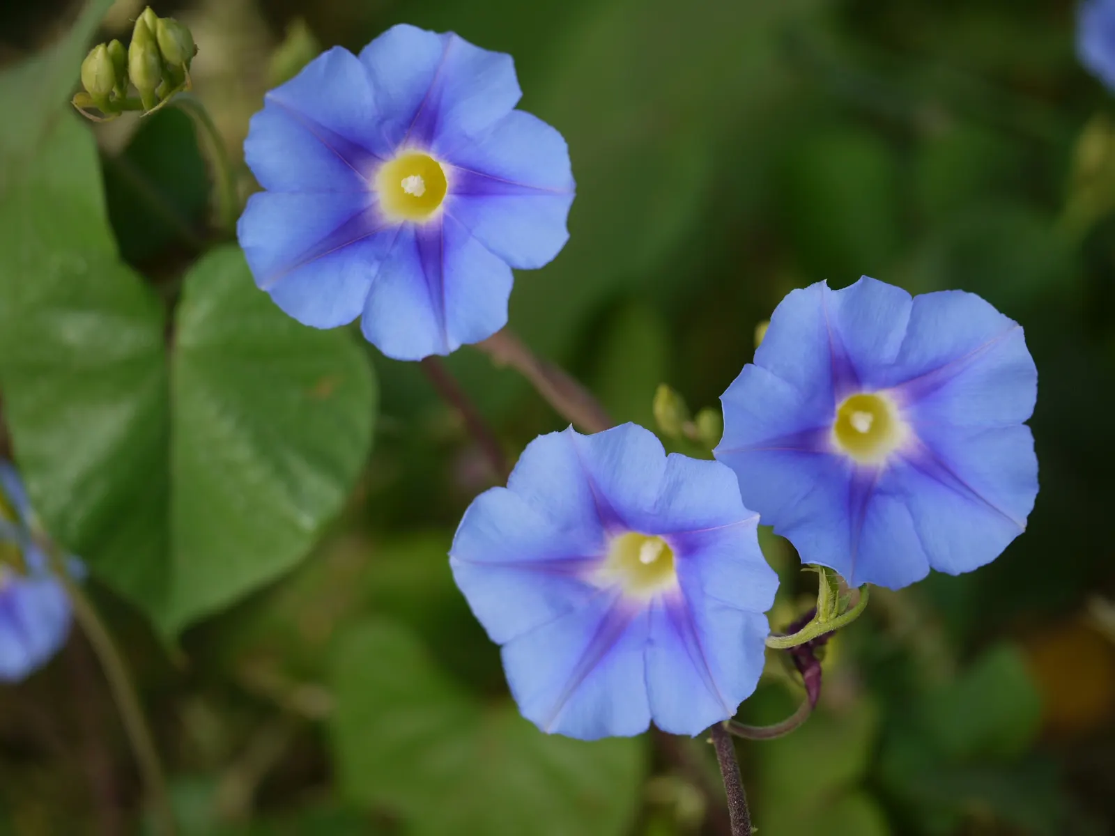 Yellow Morning Glory (Merremia Aurea) — and ensure regular watering; plant the Yellow Morning Glory in well-drained soil