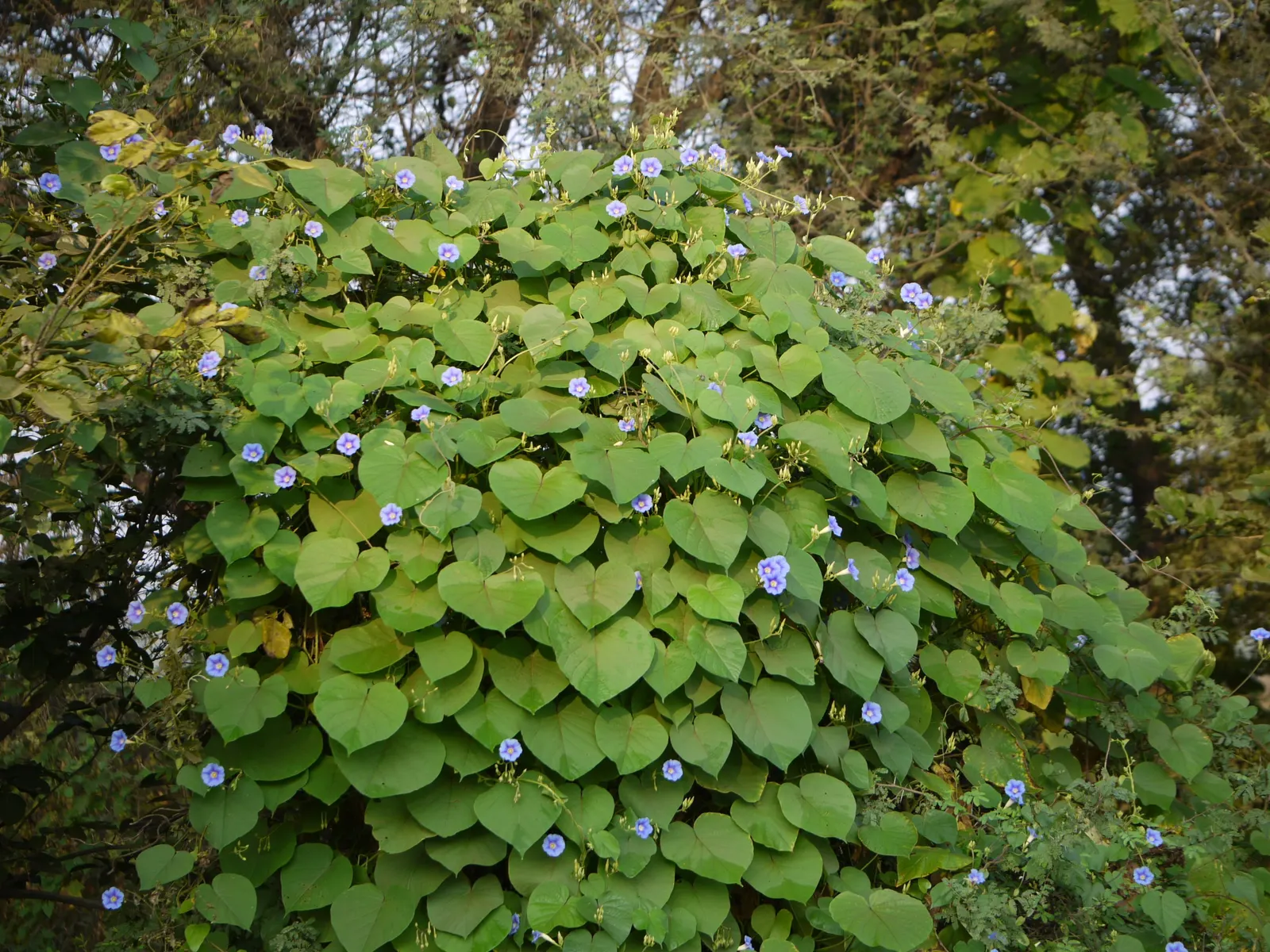 Yellow Morning Glory (Merremia Aurea) — thriving in full sunlight to partial shade