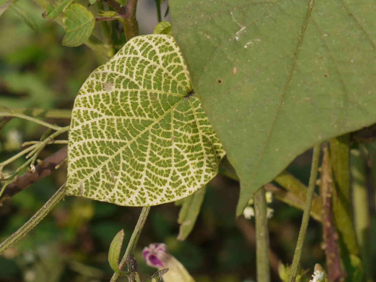 Yellow Morning Glory (Merremia Aurea) — Consider moderate water and maintenance requirements