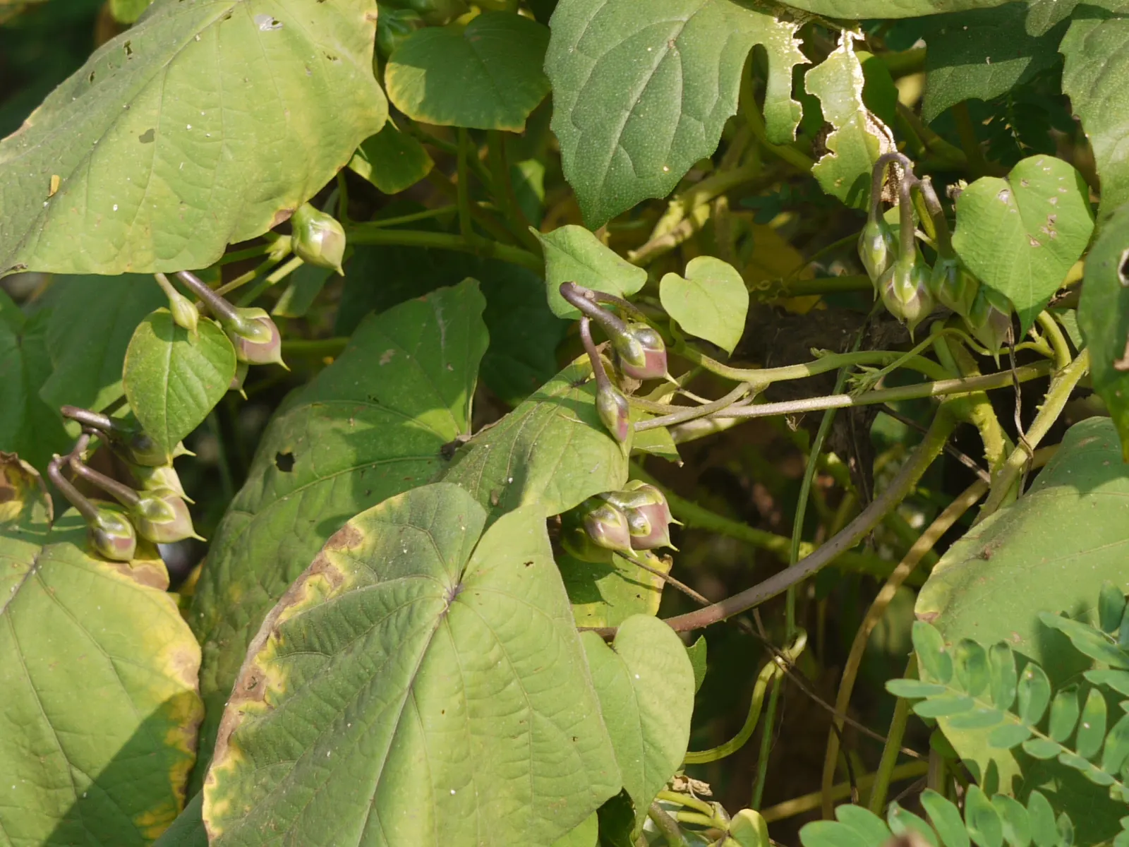 Yellow Morning Glory (Merremia Aurea) — thriving in full sunlight to partial shade; when incorporating the Yellow Morning Glory into your landscape design