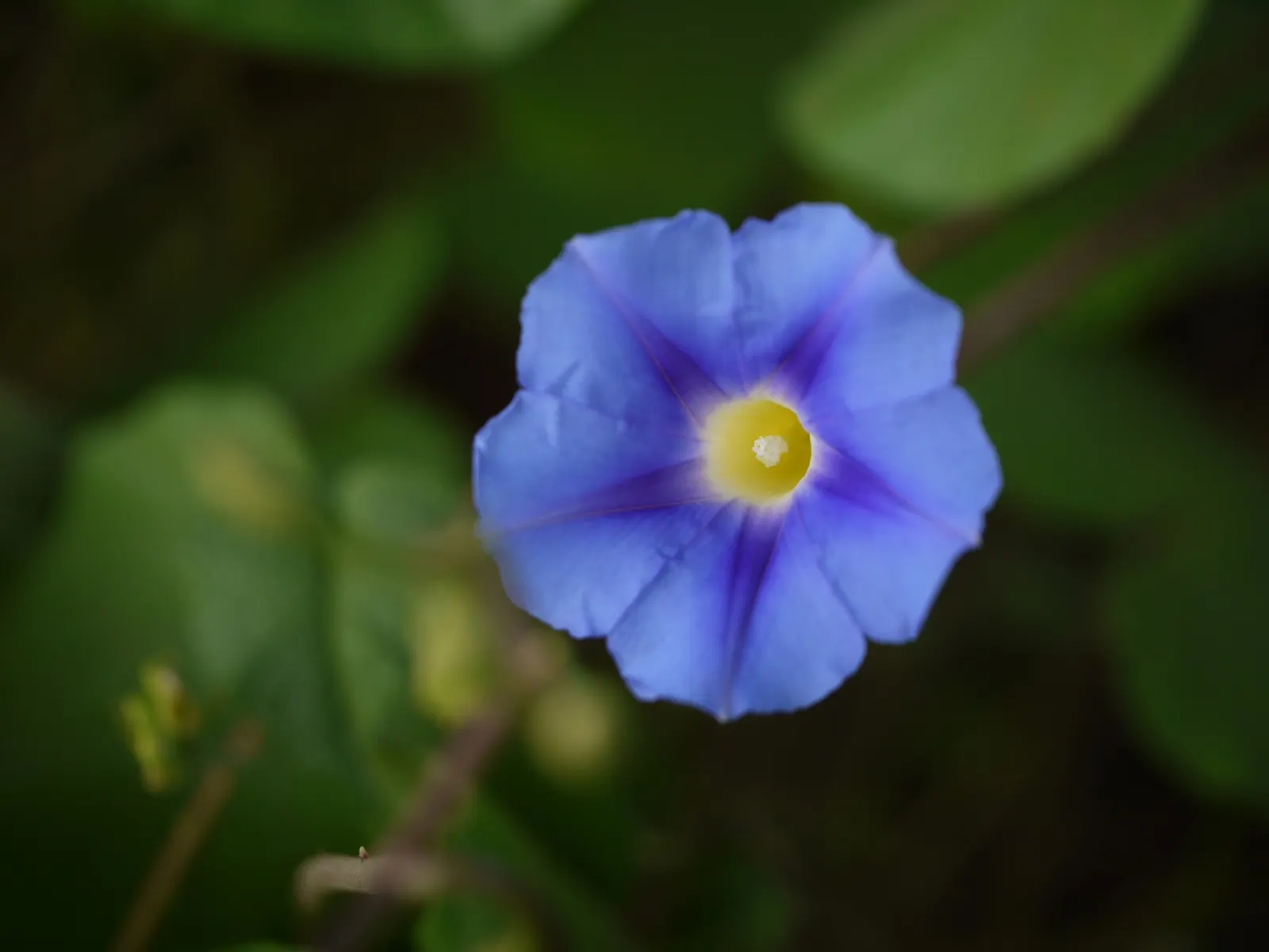 Yellow Morning Glory (Merremia Aurea) — Thriving in USDA zones 9-11