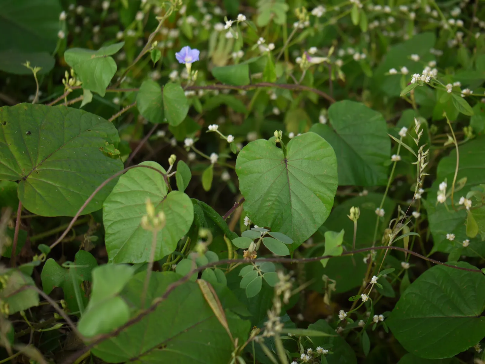 Yellow Morning Glory (Merremia Aurea) — Additionally, periodic fertilization will help maintain its vigorous growth and flowering capability; when