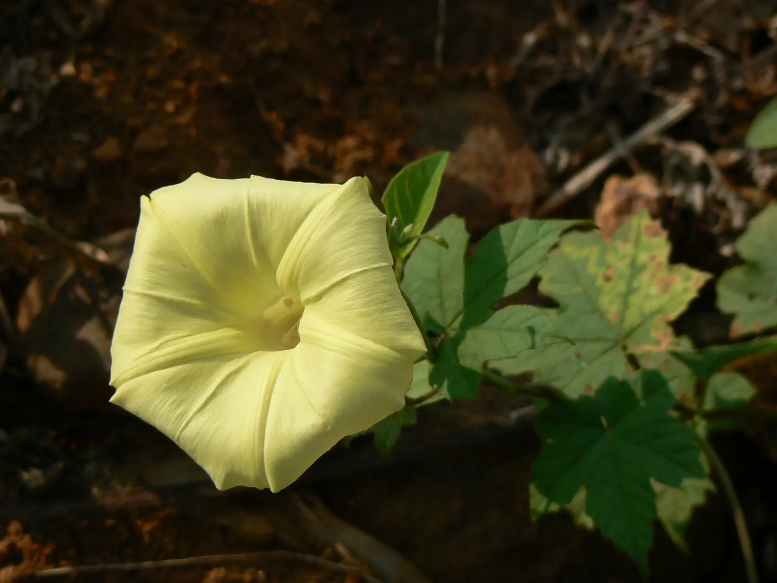 Yellow Morning Glory (Merremia Aurea) — Native to Latin America and the Caribbean; or fences within the landscape