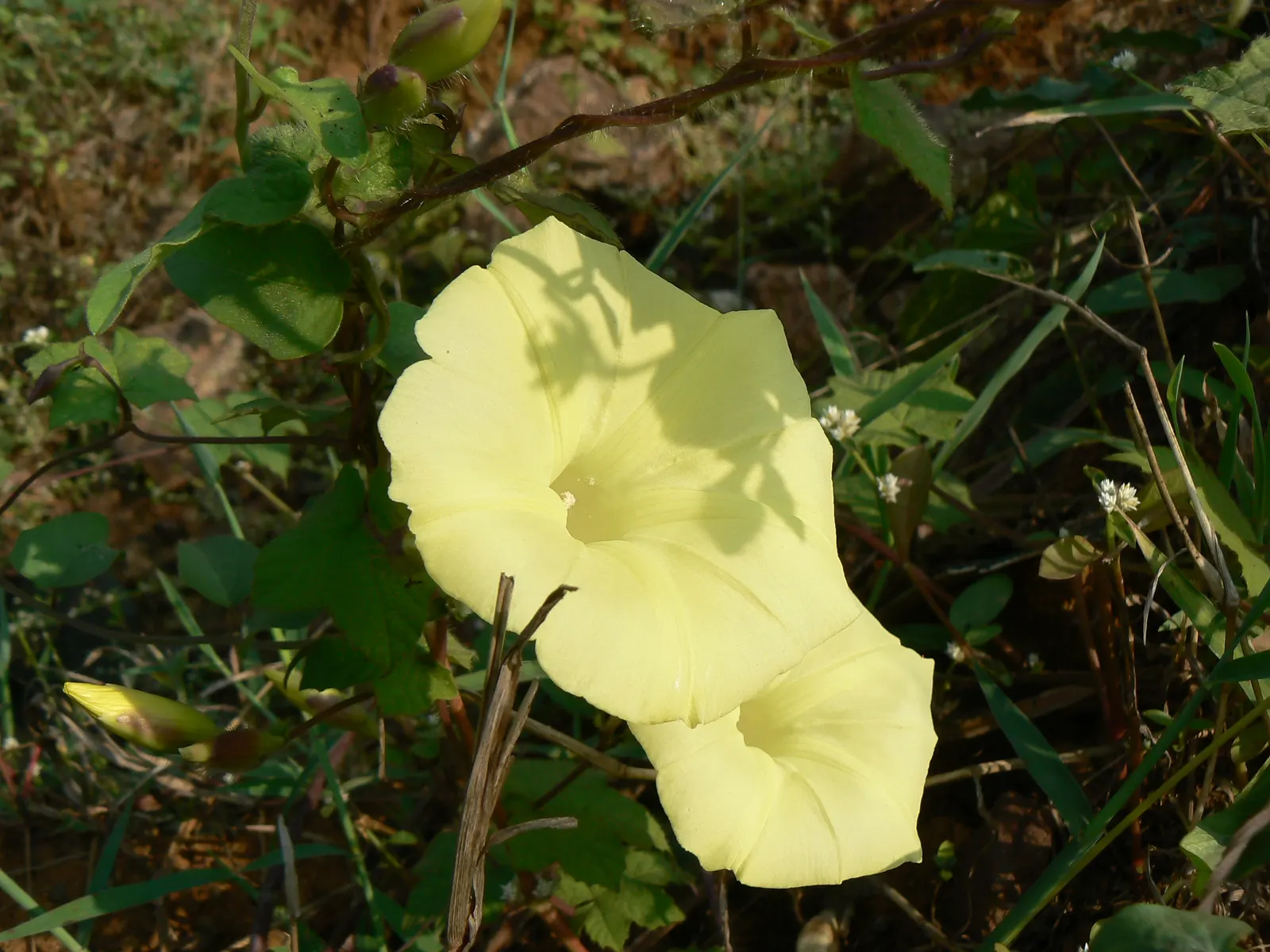 Yellow Morning Glory (Merremia Aurea) — it prefers full sun to partial shade and well-drained soil; when incorporating the Yellow Morning Glory into your