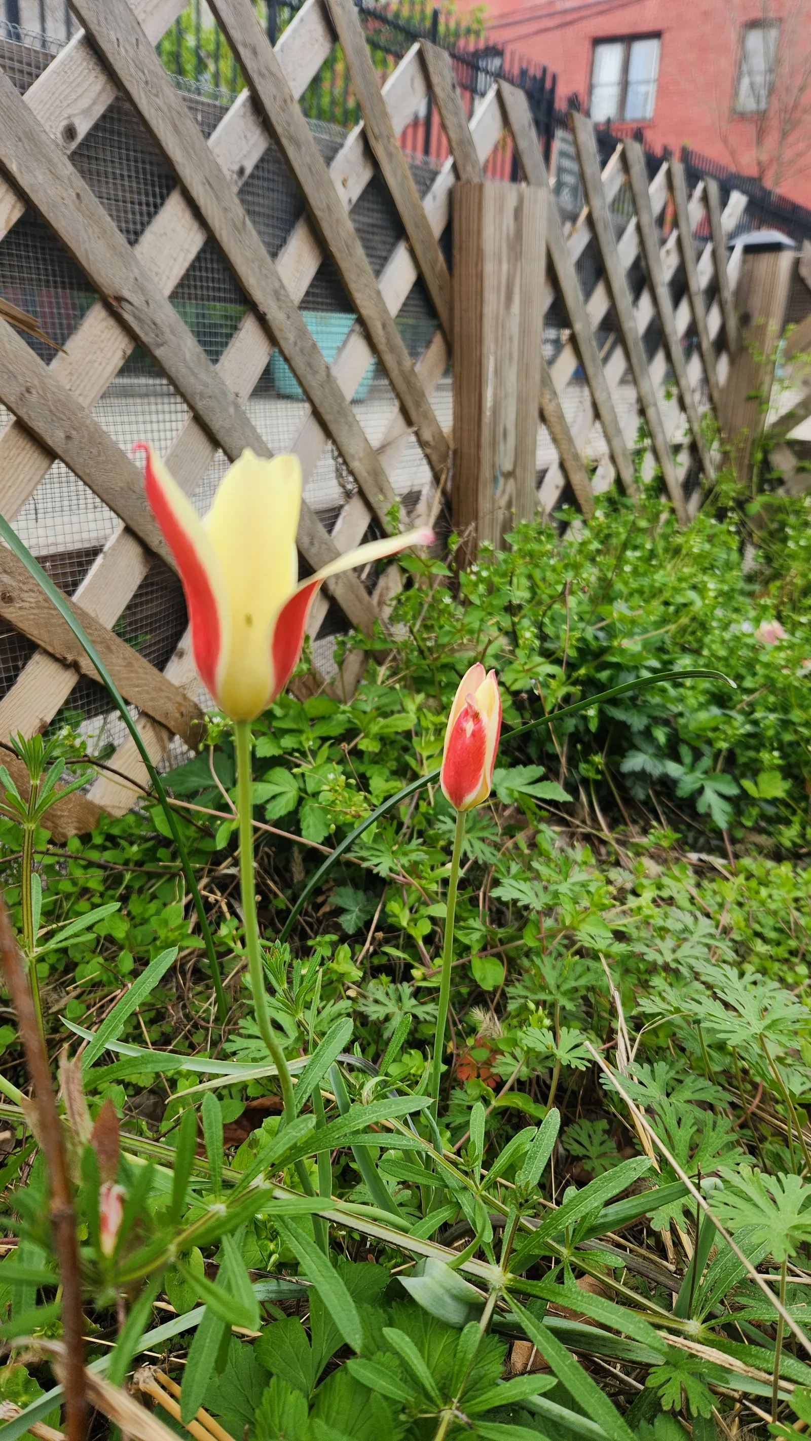 Yellow Morning Glory (Merremia Aurea) — commonly known as the Yellow Morning Glory