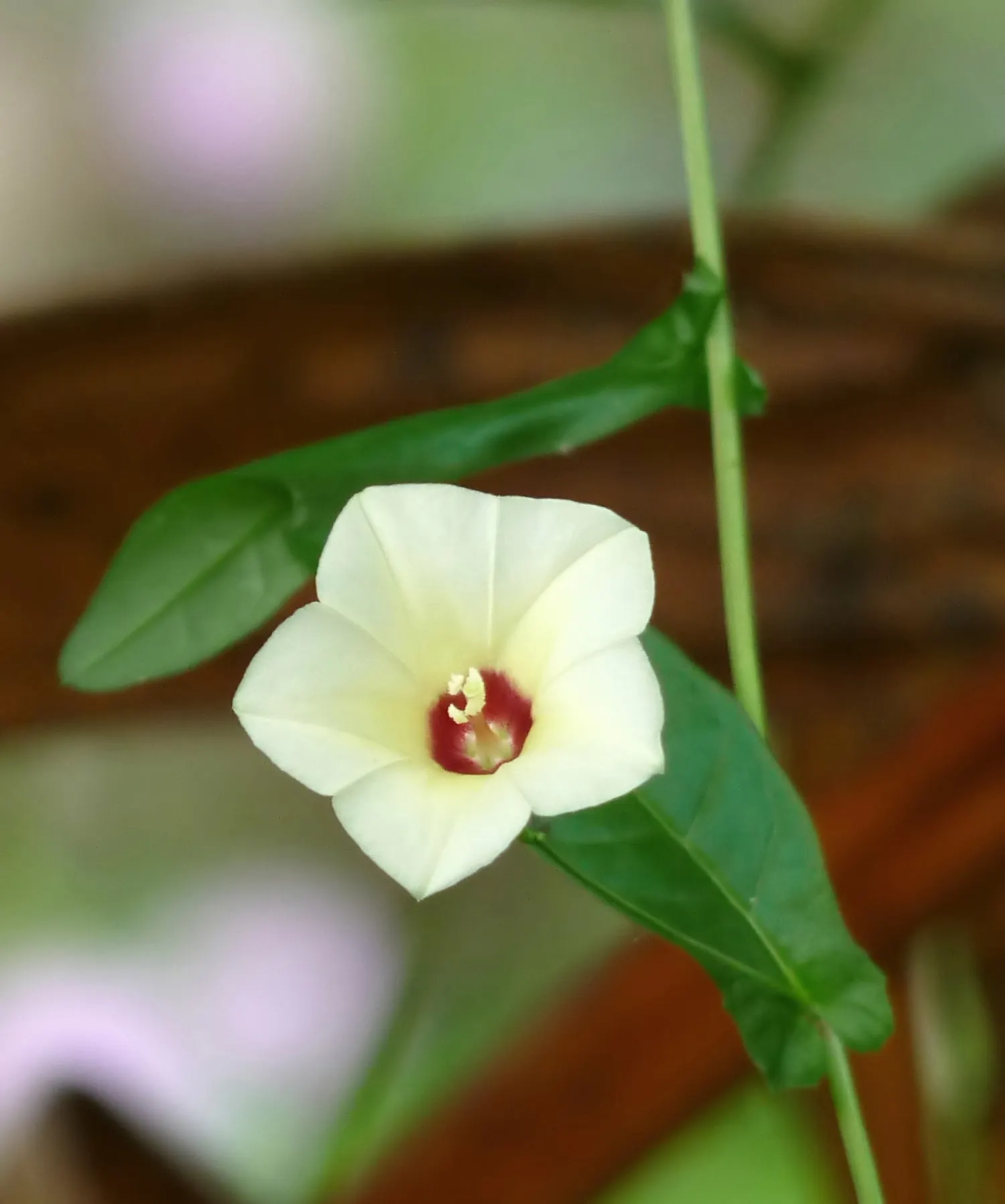 Yellow Morning Glory (Merremia Aurea) — especially during dry periods; or fences within the landscape