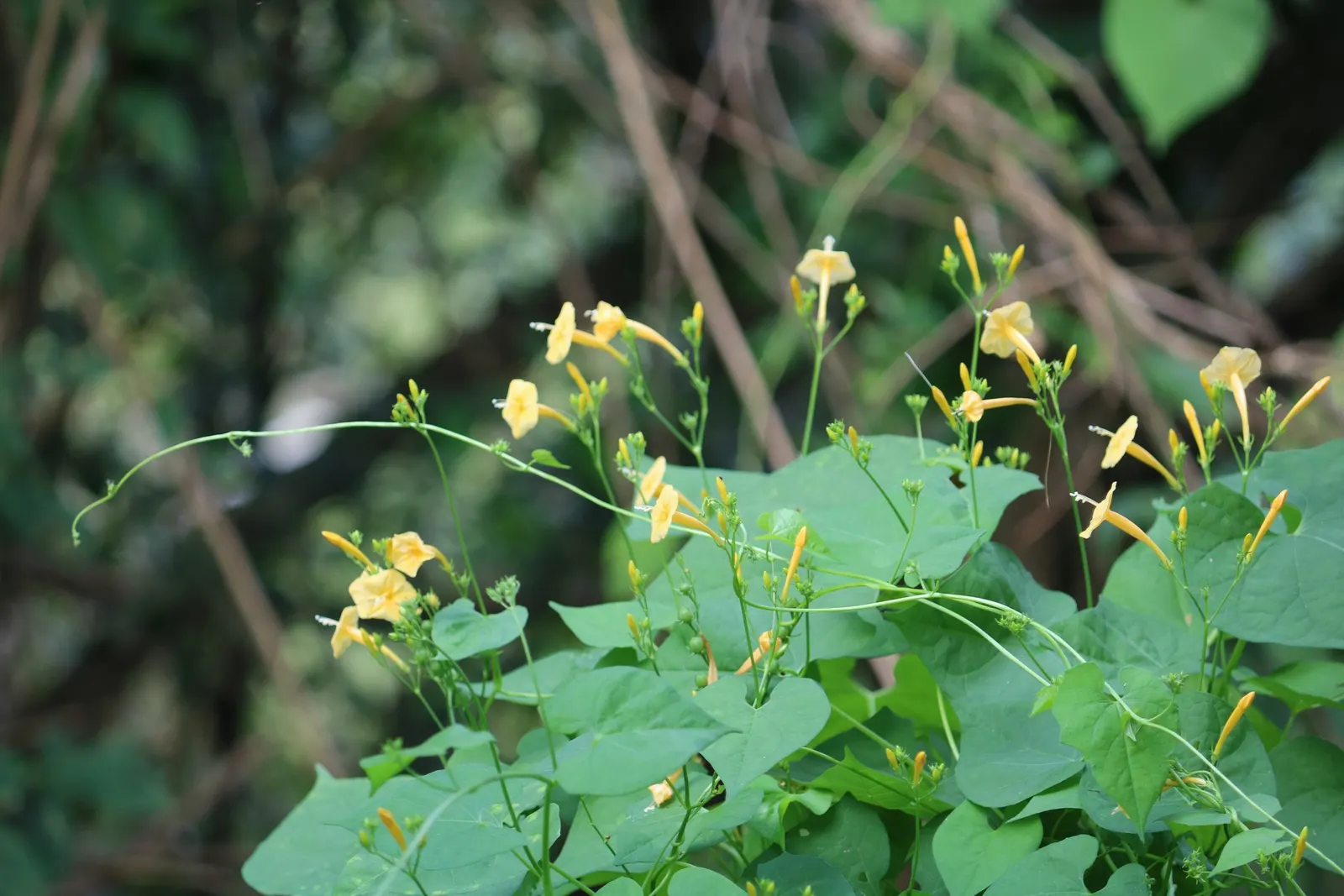 Yellow Morning Glory (Merremia Aurea) — making them a dynamic element in any garden setting.<br><br>For optimal growth
