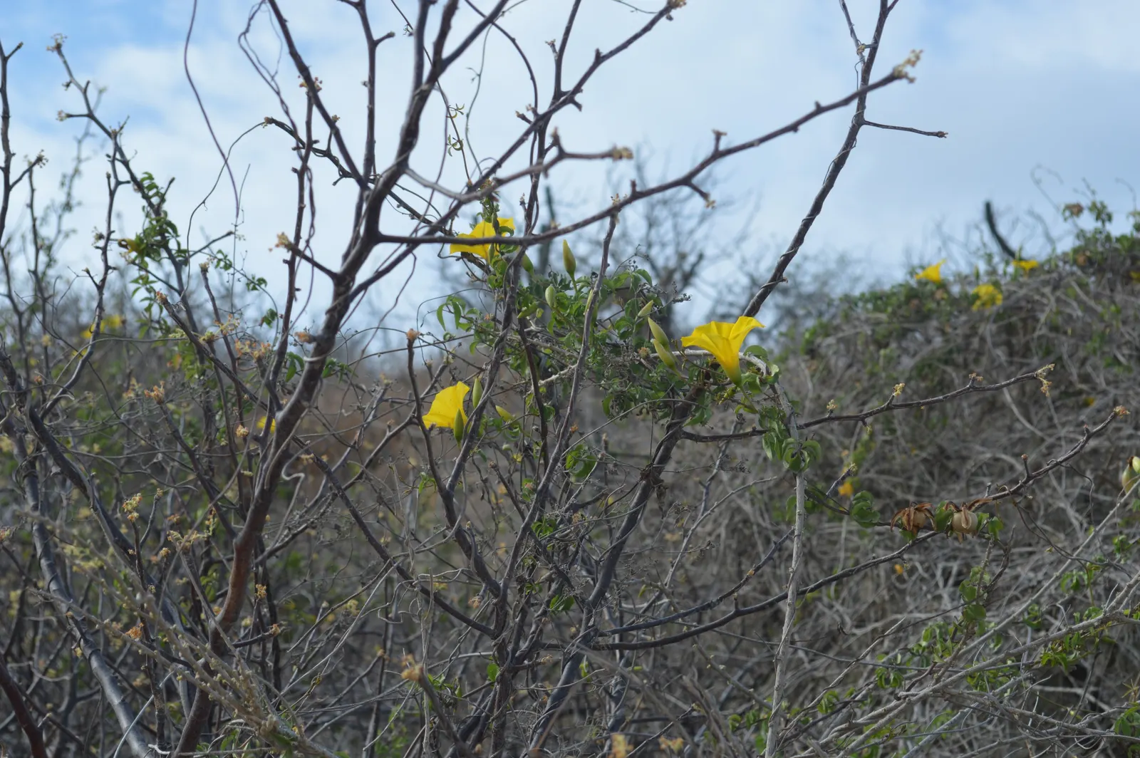 Yellow Morning Glory (Merremia Aurea) — plant the Yellow Morning Glory in well-drained soil