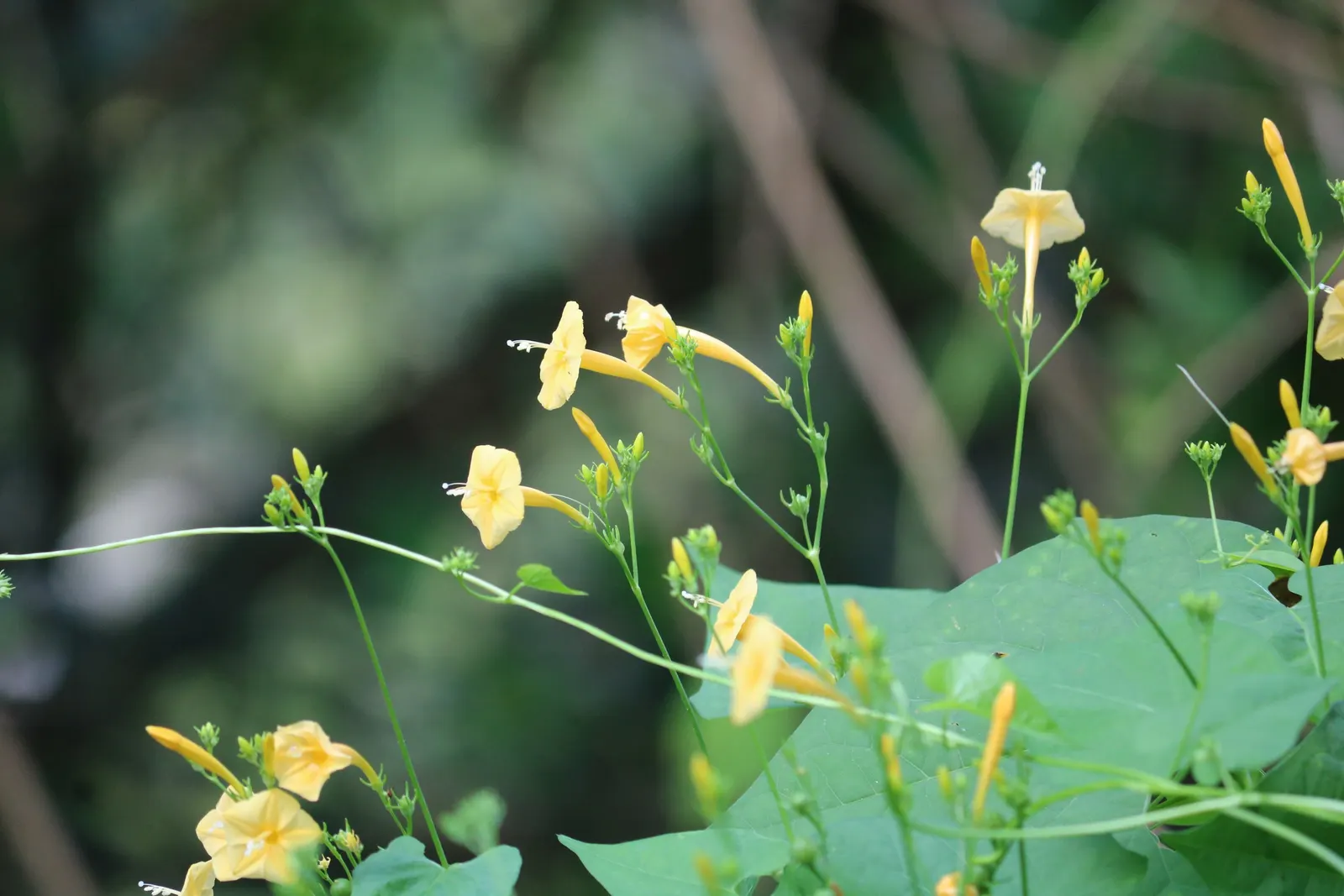 Yellow Morning Glory (Merremia Aurea) — this climber is well-suited for zones 9 through 11