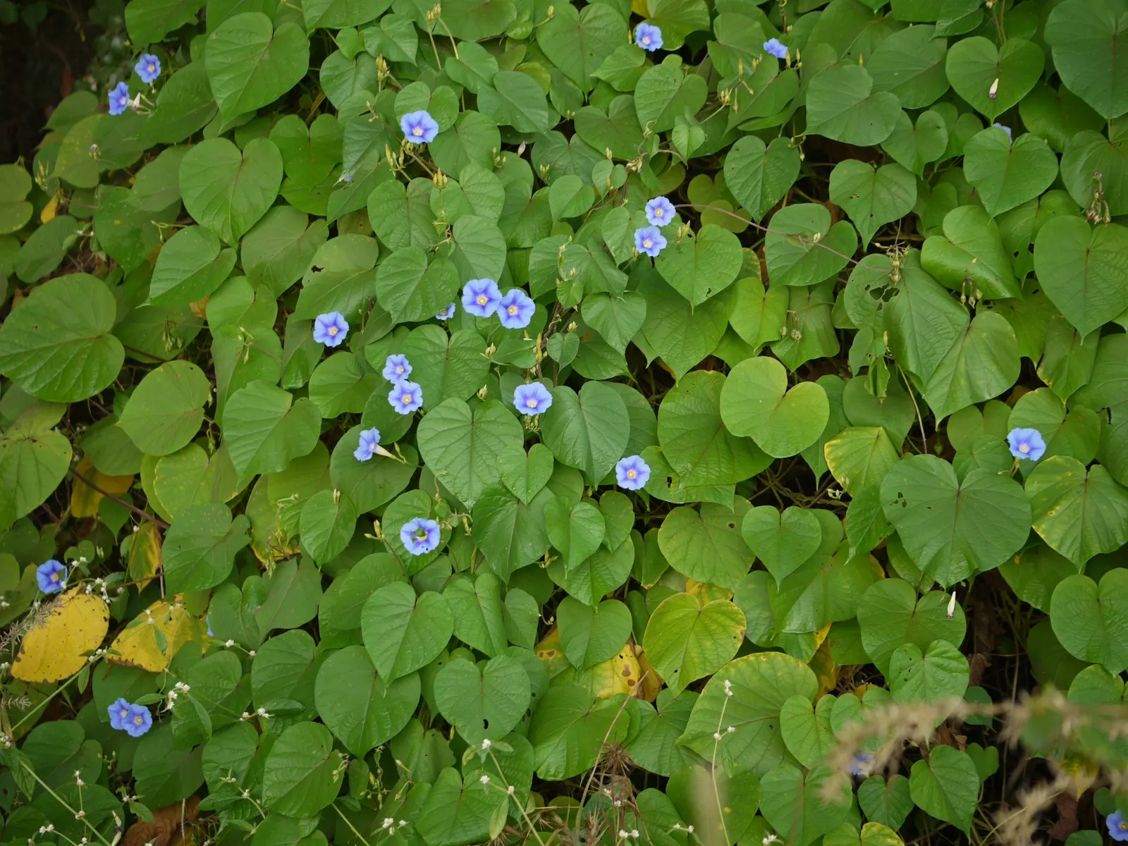 Yellow Morning Glory (Merremia Aurea) — create a lush backdrop for its vibrant flowers