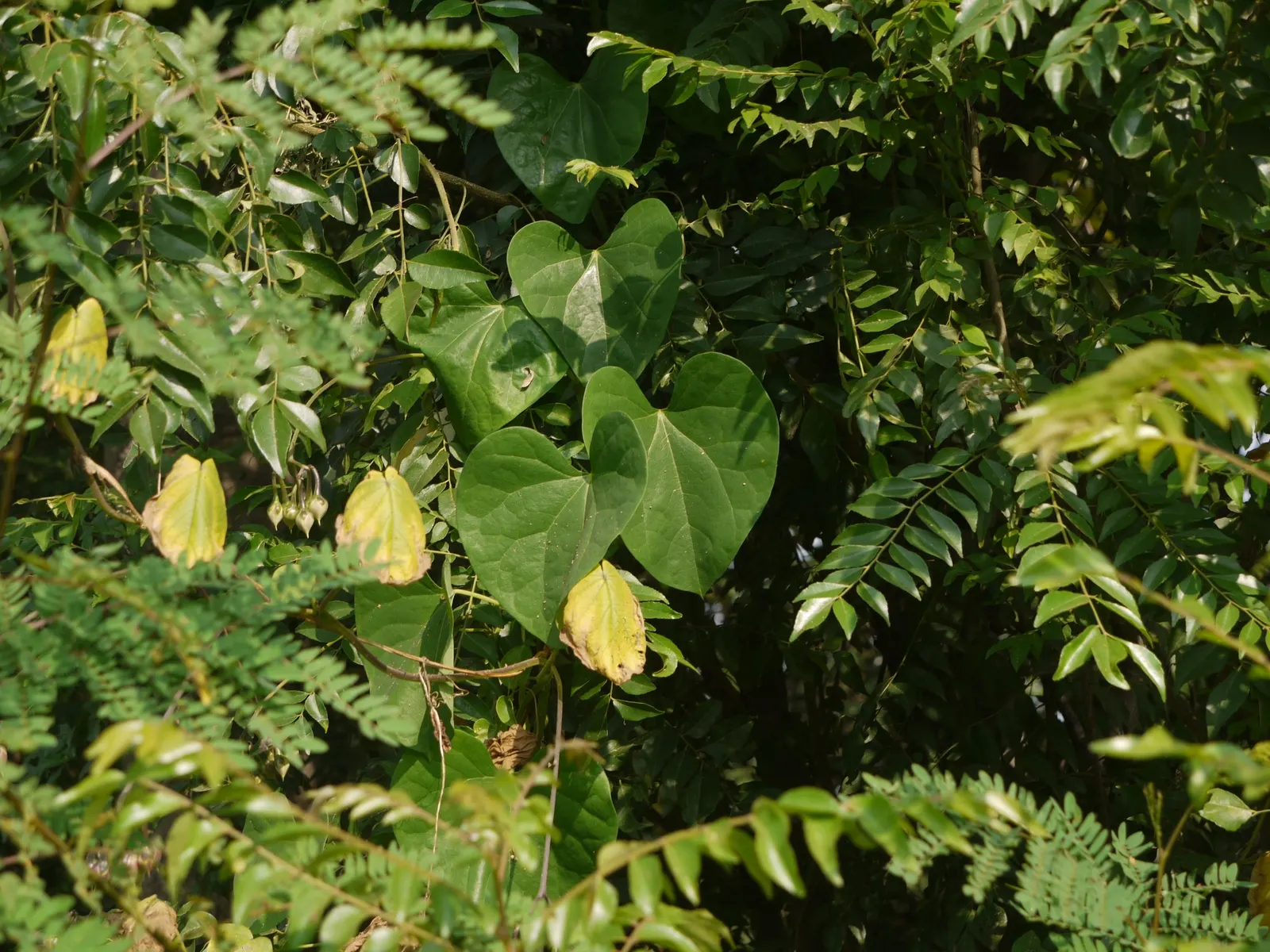 Yellow Morning Glory (Merremia Aurea) — yellow flowers in the garden