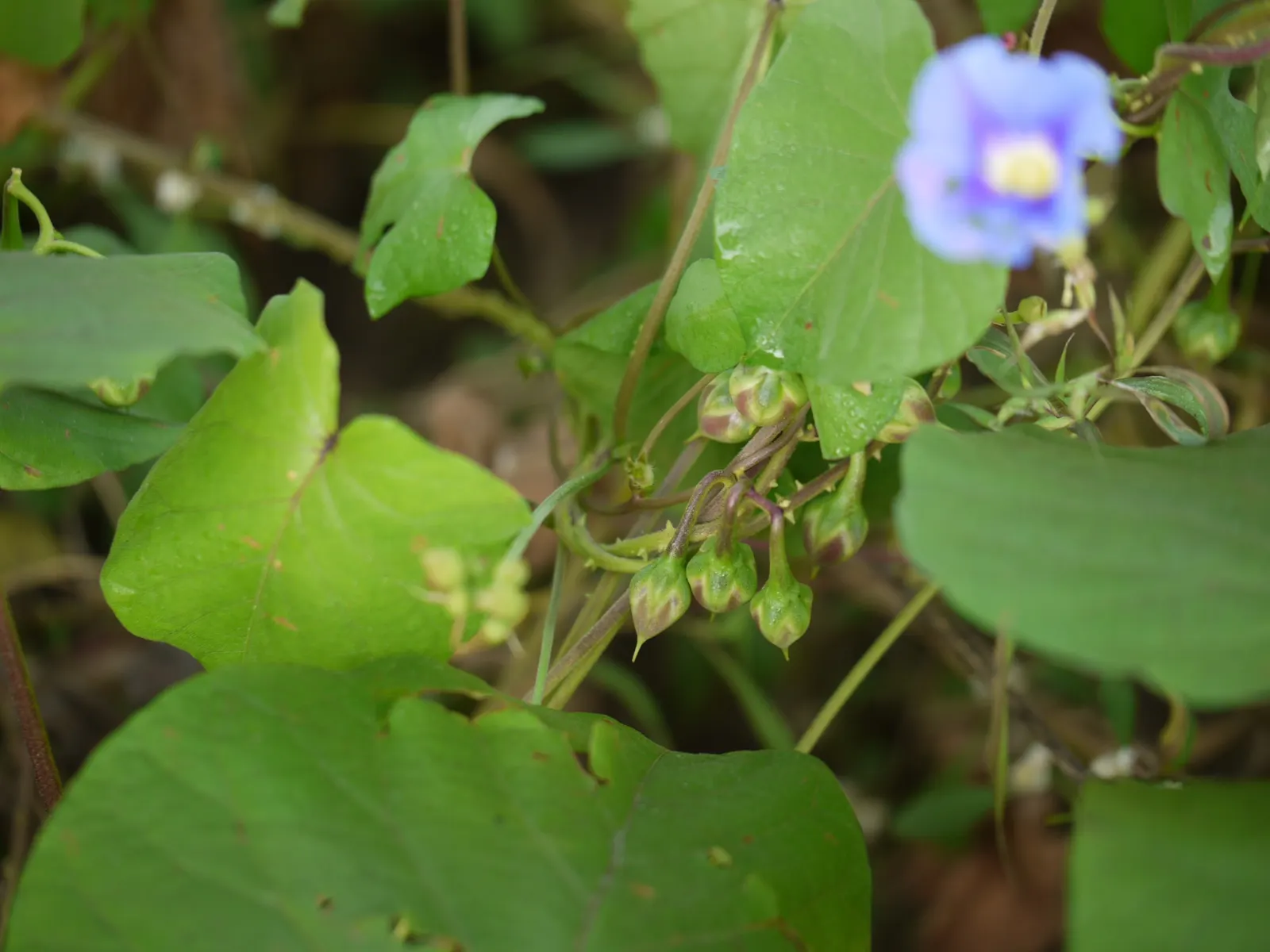 Yellow Morning Glory (Merremia Aurea) — which typically measure 3 to 5 inches long; or fences within the landscape